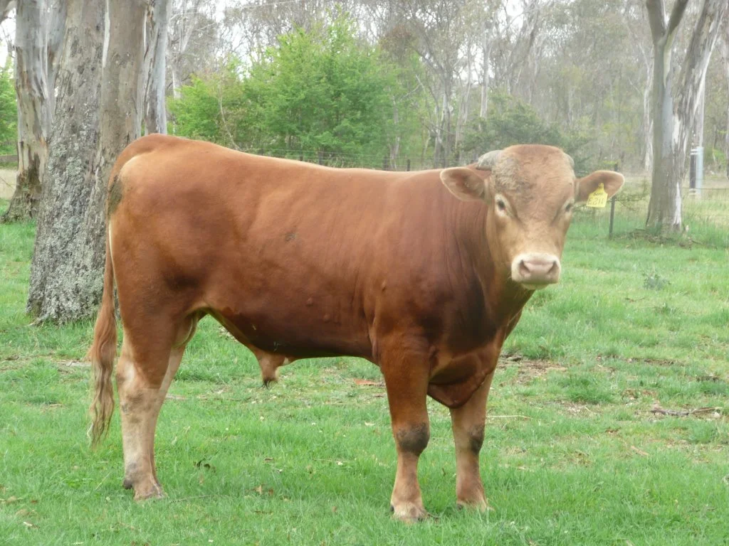Sumo Big Al E211 sire of Recital J34 Lot 31