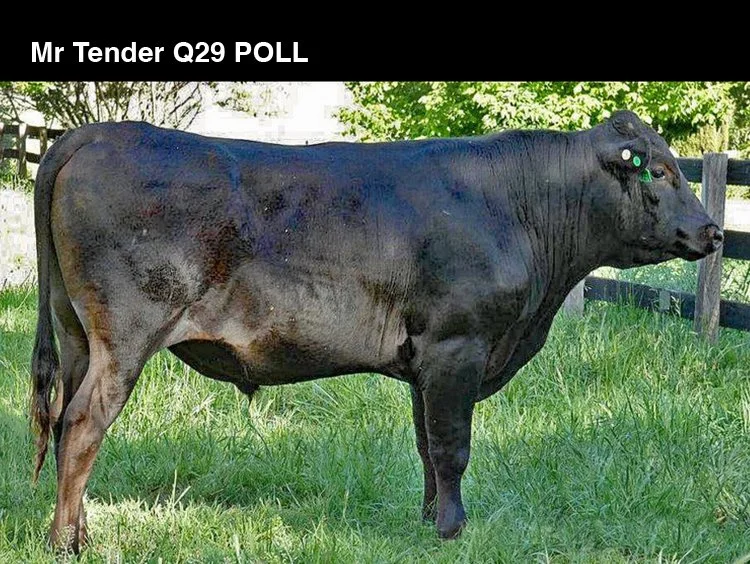 Mr+Tender+Q9+POLL_Main_2024.jpg