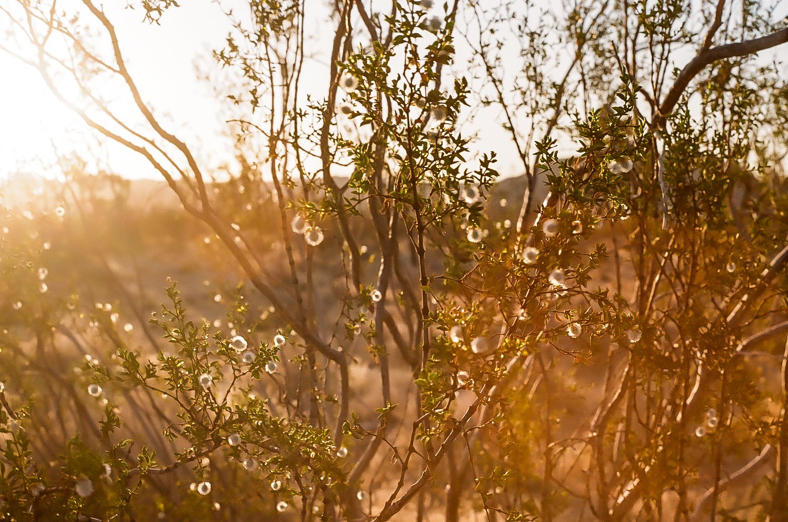 Creosote Bush at Sunset, 2021