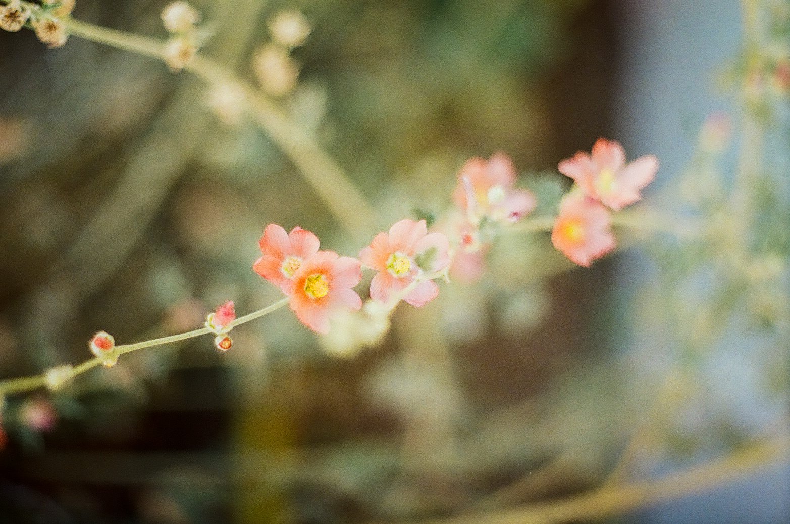 Desert Globe Mallow 