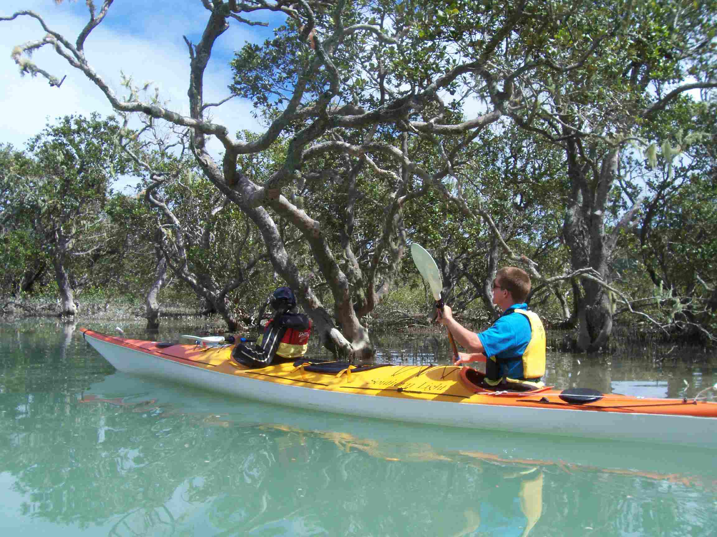 largemangrovesize.jpg