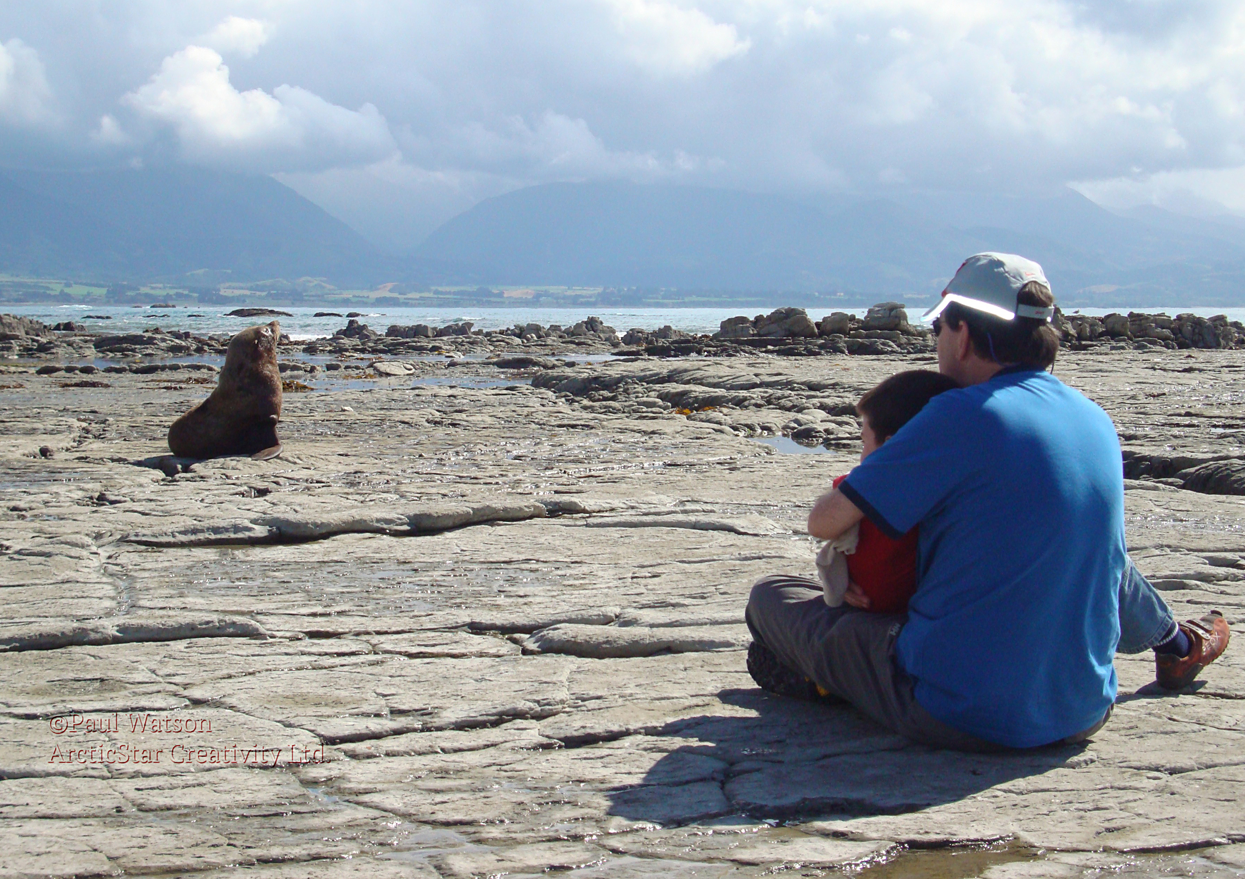 Seal on the Rocks