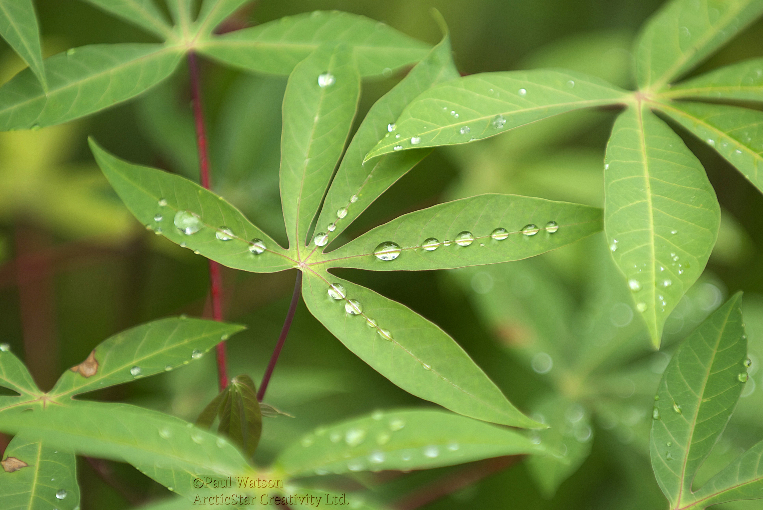 A Gentle Rain is Gonna Fall