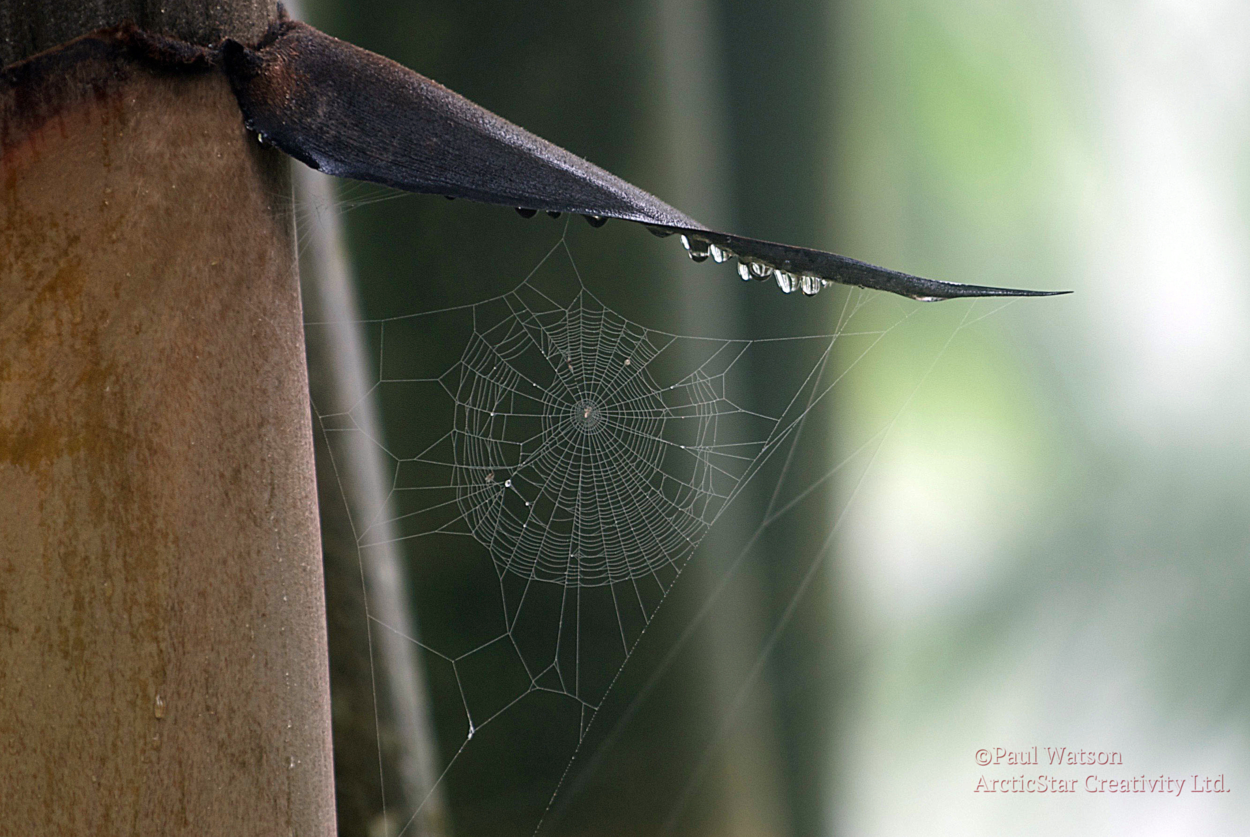 A Watery Web