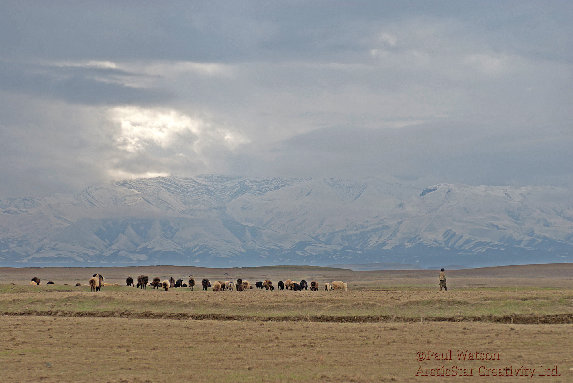 Herding Sheep in Afghanistan