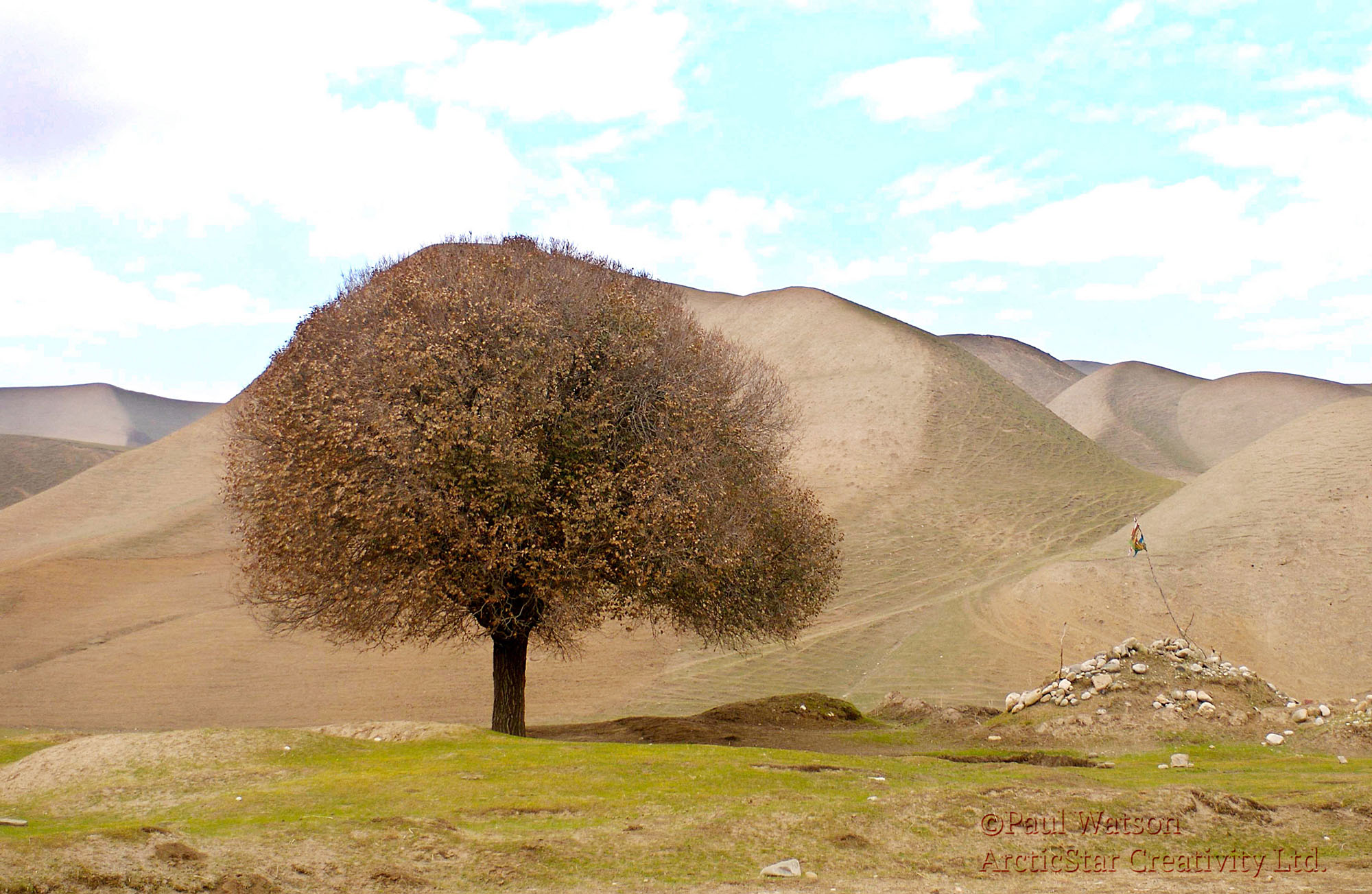 Tree of Life Amid Death