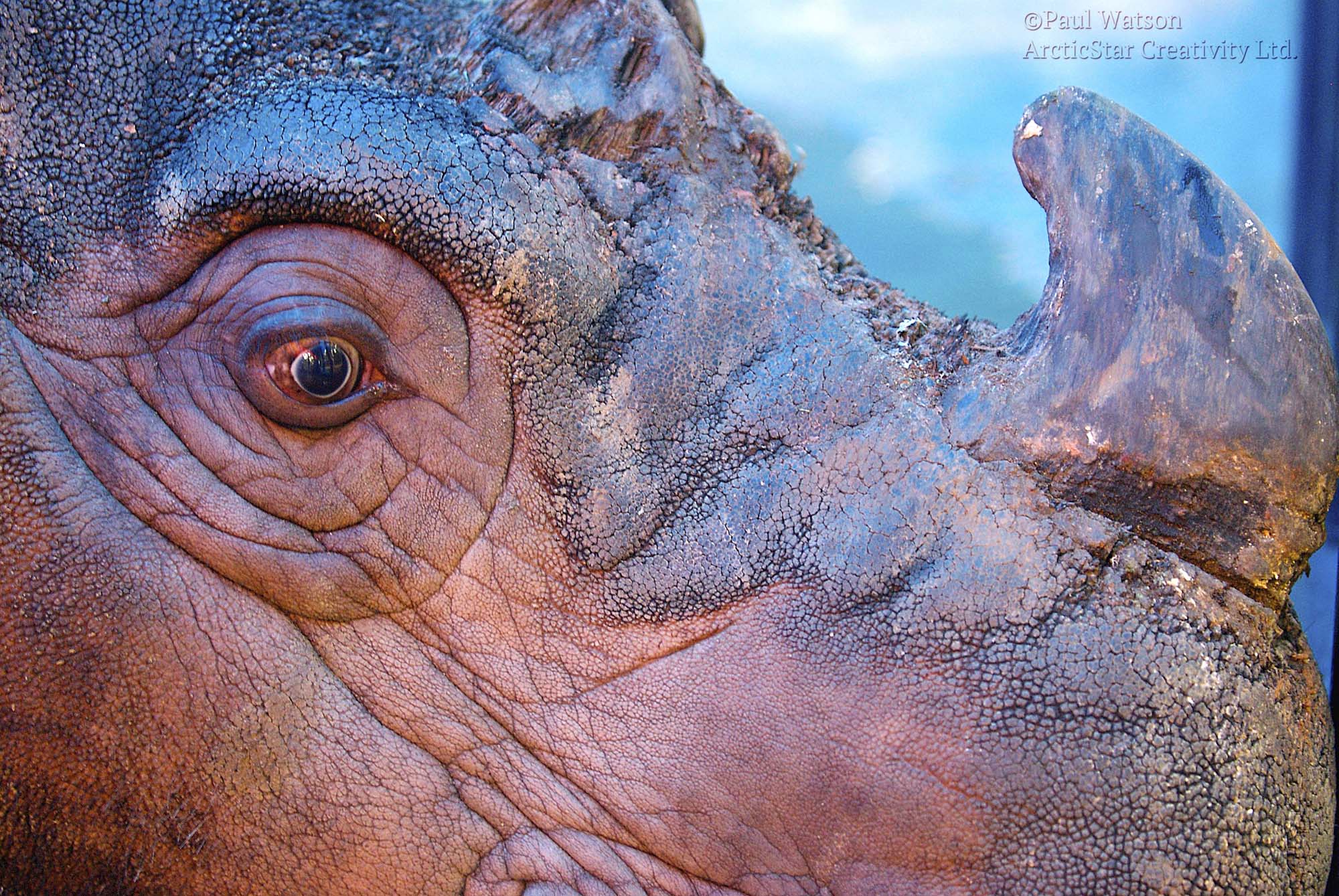 A Very Rare Rhino