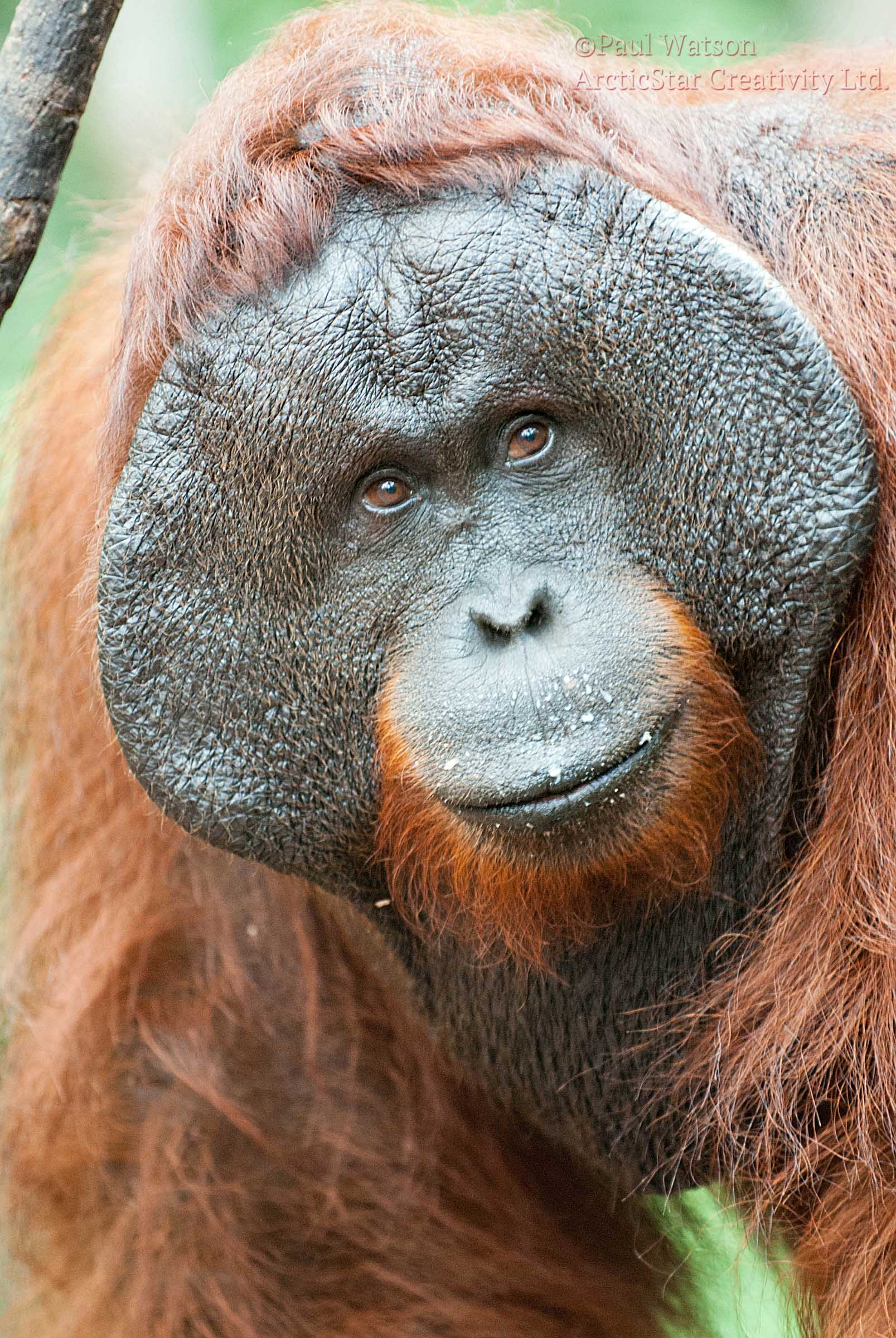 Orangutan thinking