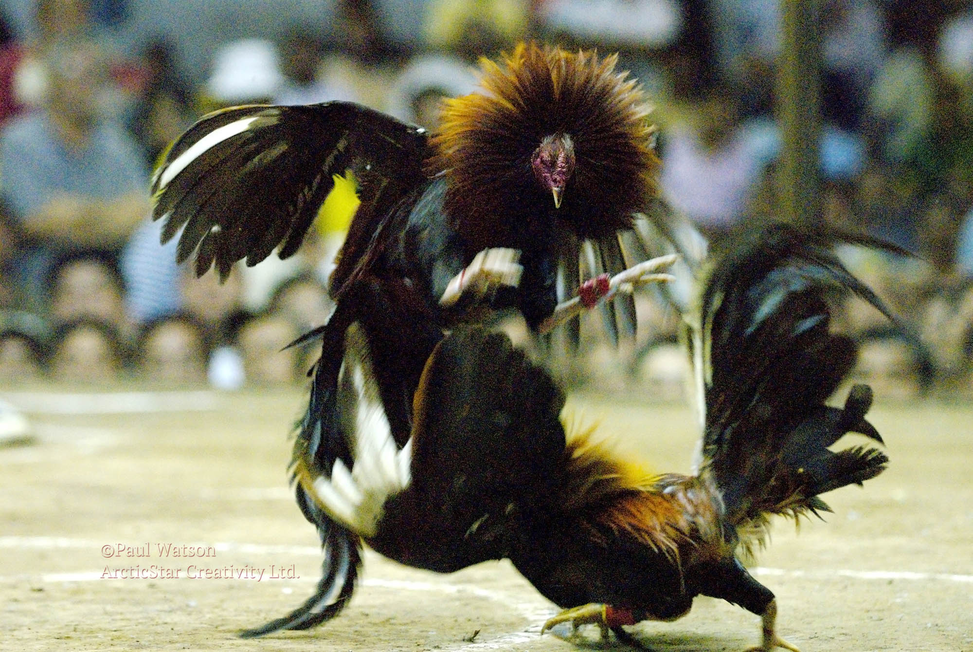 In For The Kill