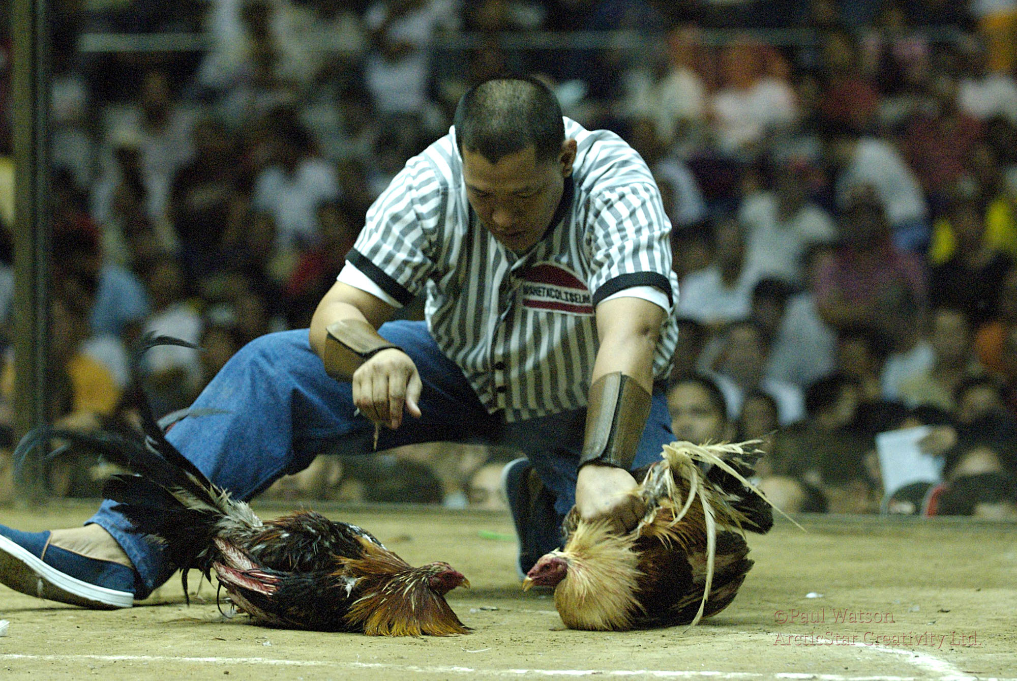 Cockfight Night in Manila
