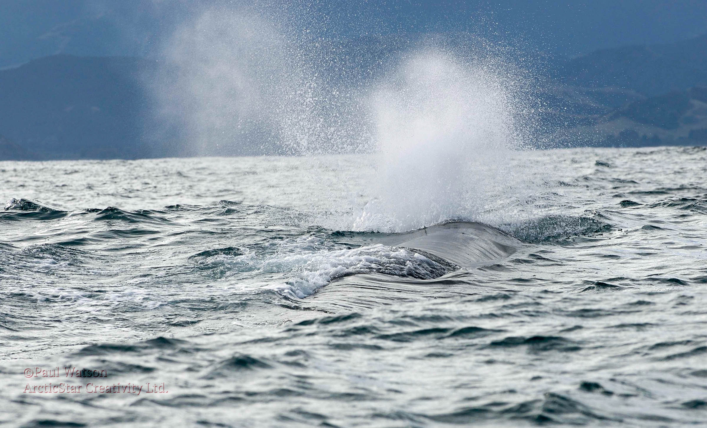 Humpack blowing