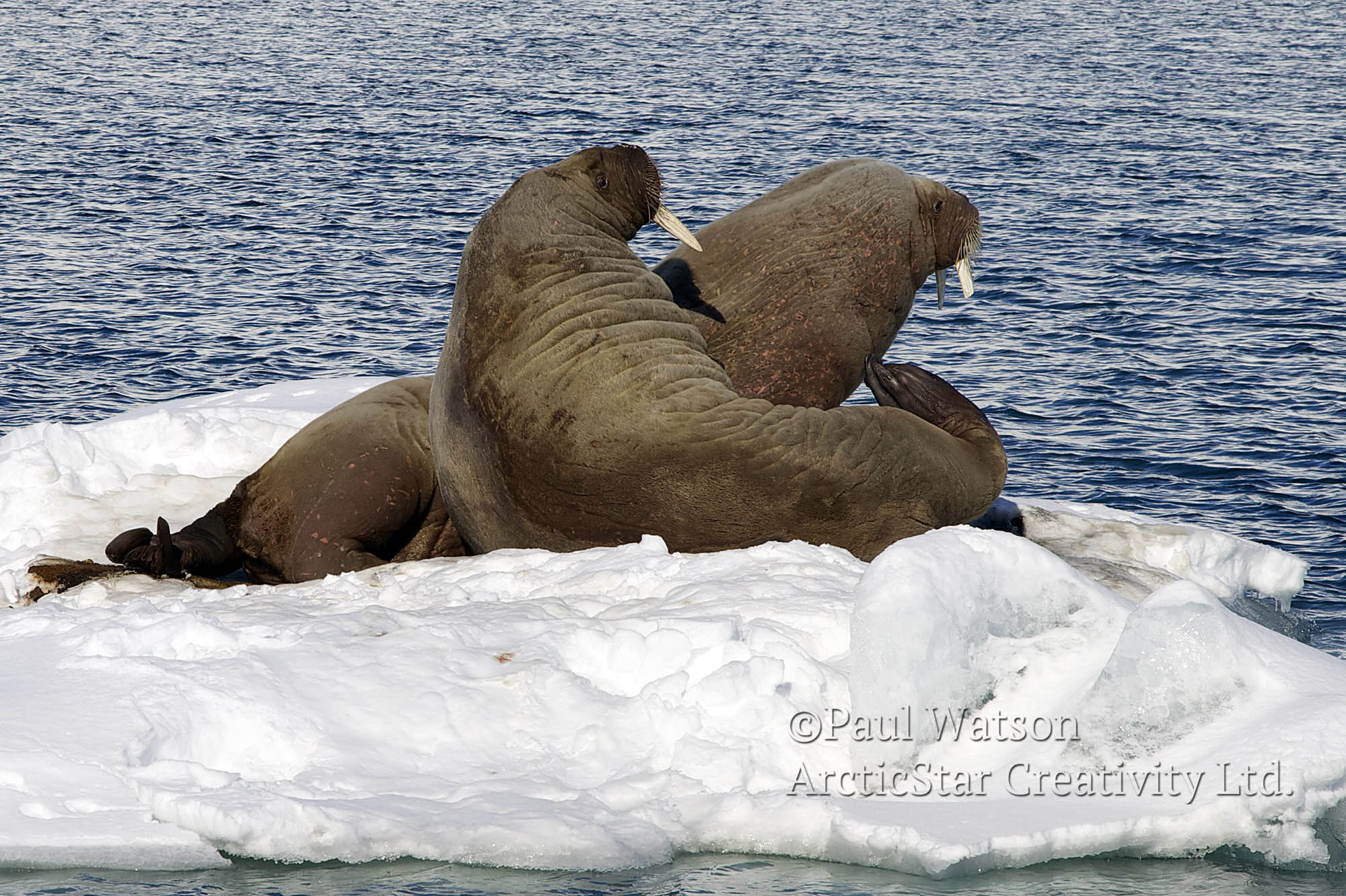 Walrus Love