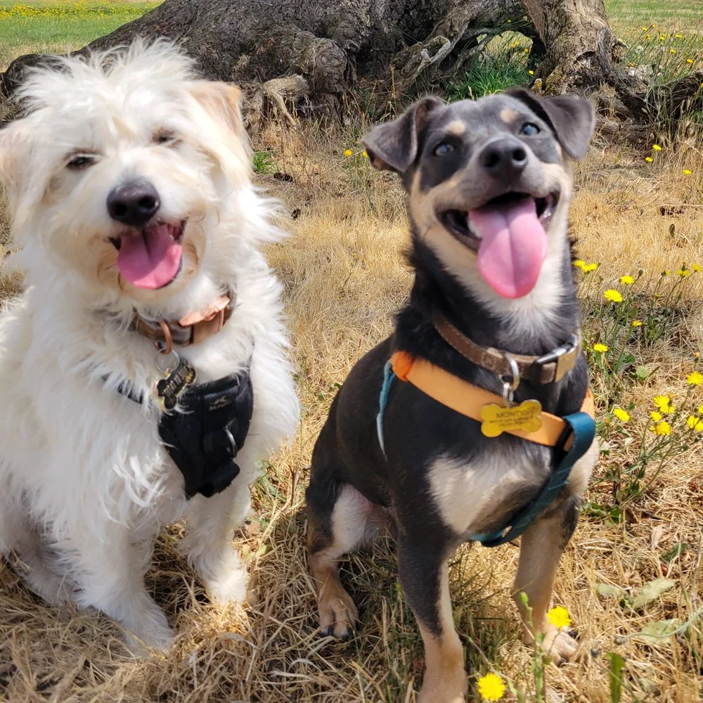 A scruffy white terrier mix sits next to a brown and tan chihuahua mix in a sunny field and both are smiling.