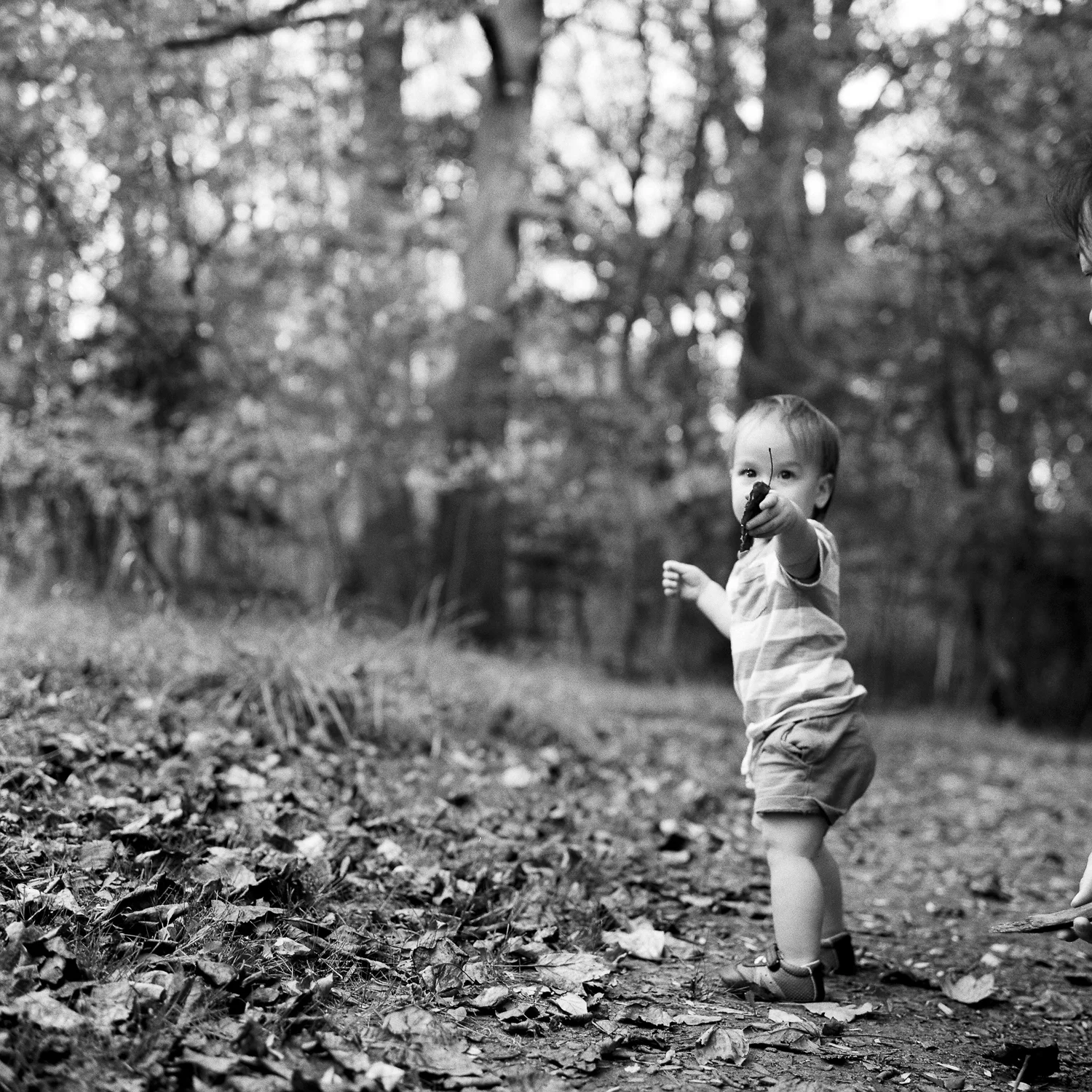 Little boy holds leaf during Ventura family photography session