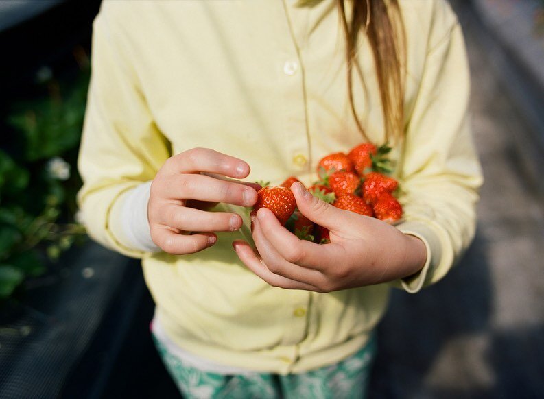 A spring day picking strawberries in Minamiaso, Kumamoto.
⠀⠀⠀⠀⠀⠀⠀⠀⠀
⠀⠀⠀⠀⠀⠀⠀⠀⠀

⠀⠀⠀⠀⠀⠀⠀⠀⠀
⠀⠀⠀⠀⠀⠀⠀⠀⠀
⠀⠀⠀⠀⠀⠀⠀⠀⠀
#filmisnotdead​​​​​​​​ #shootitwithfilm​​​​​​​​​​​​​​​​​​​​​​​​
#120​​​​​​​​ #documentyourdays​​​​​​​​​​​​​​​​
#フォートウエノ​​​​​​​​ #fotoueno​​​​