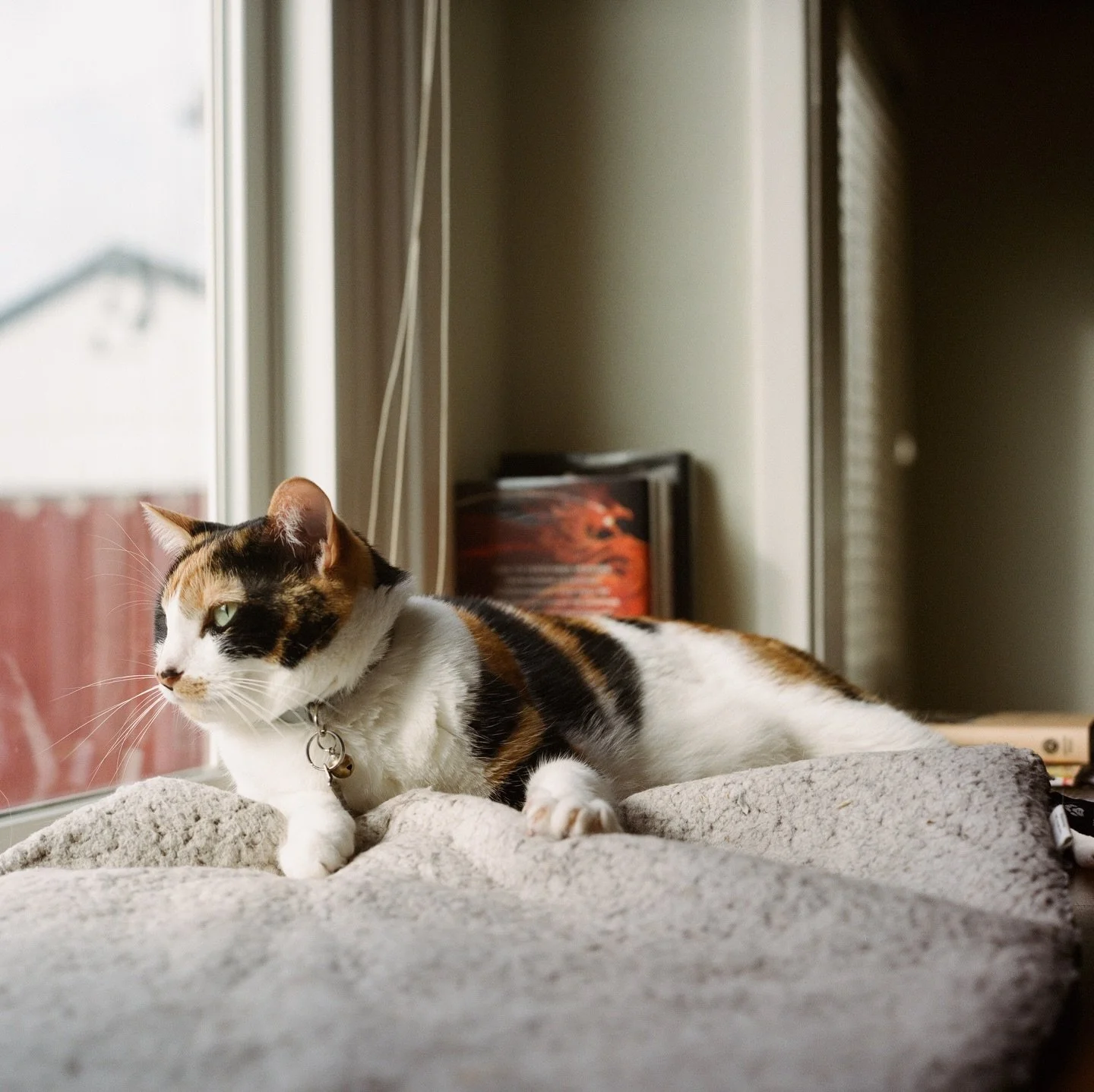 Getting ready for New Zealand but I am already missing my babies. Gahhhhhhh.
⠀⠀⠀⠀⠀⠀⠀⠀⠀
#rolleiflex? Hassy?
#portra400
#kodak