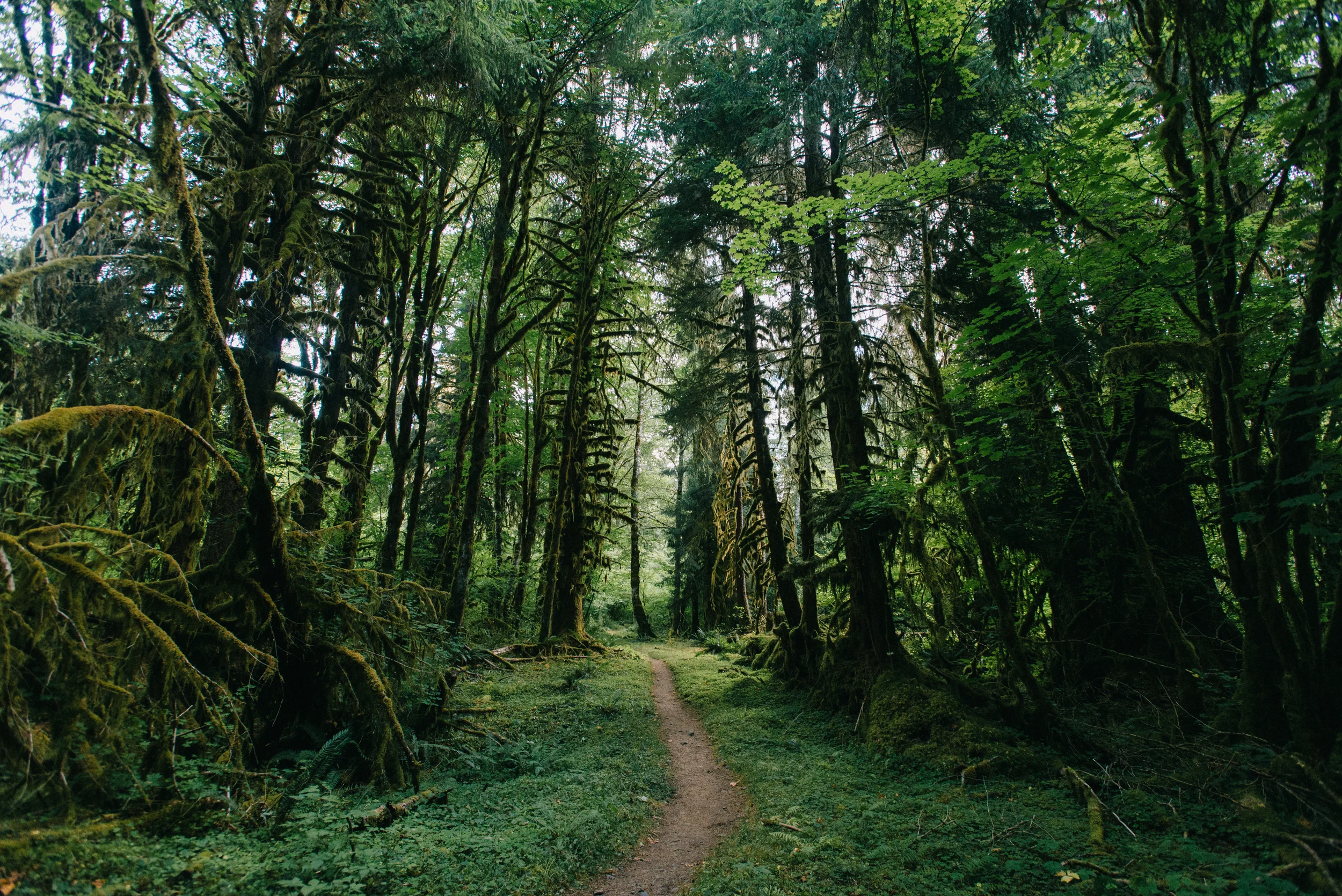 I spent 3 days alone in the HOH Rainforest and walked 37 miles in and out to Blue Glacier, August 2015