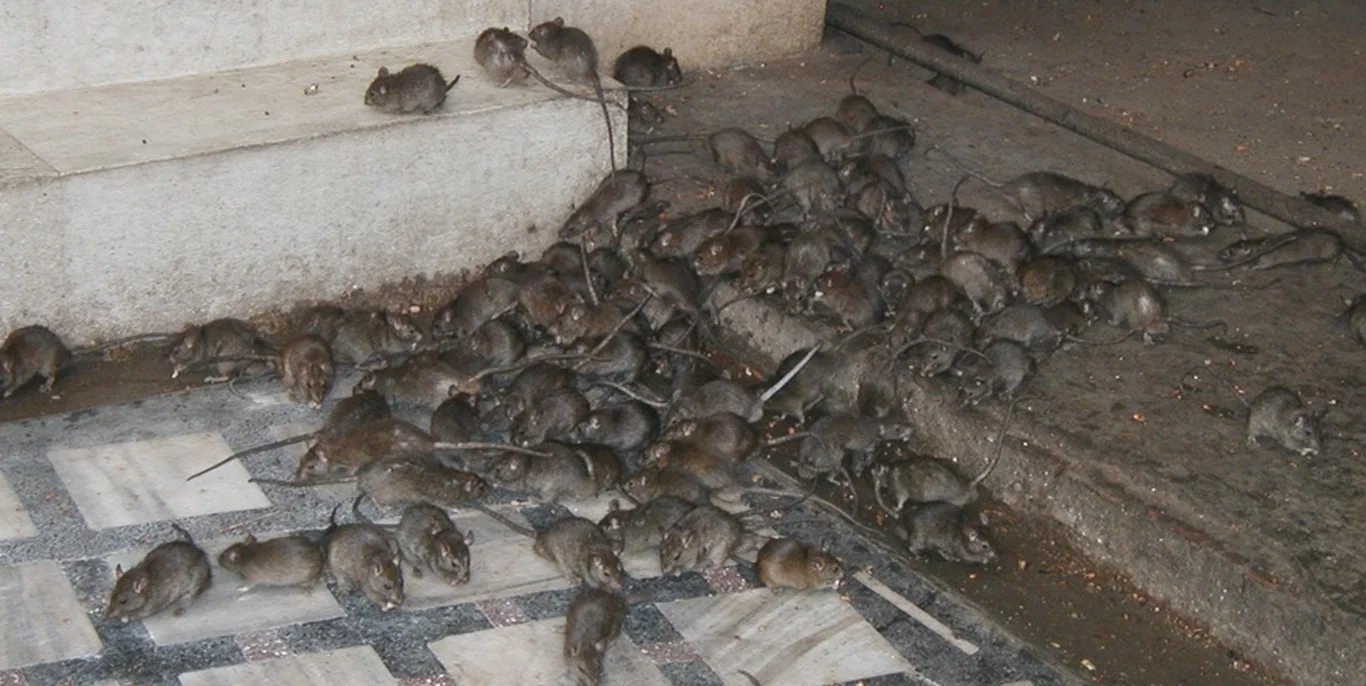 Rodent infestation.