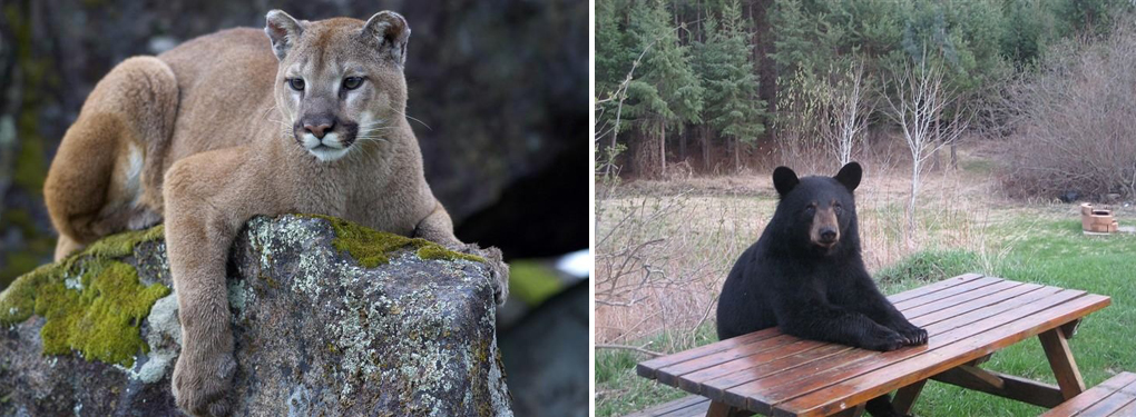 Left: Mountain lion, Right: A bear patiently waiting for some dinner when I approach camp