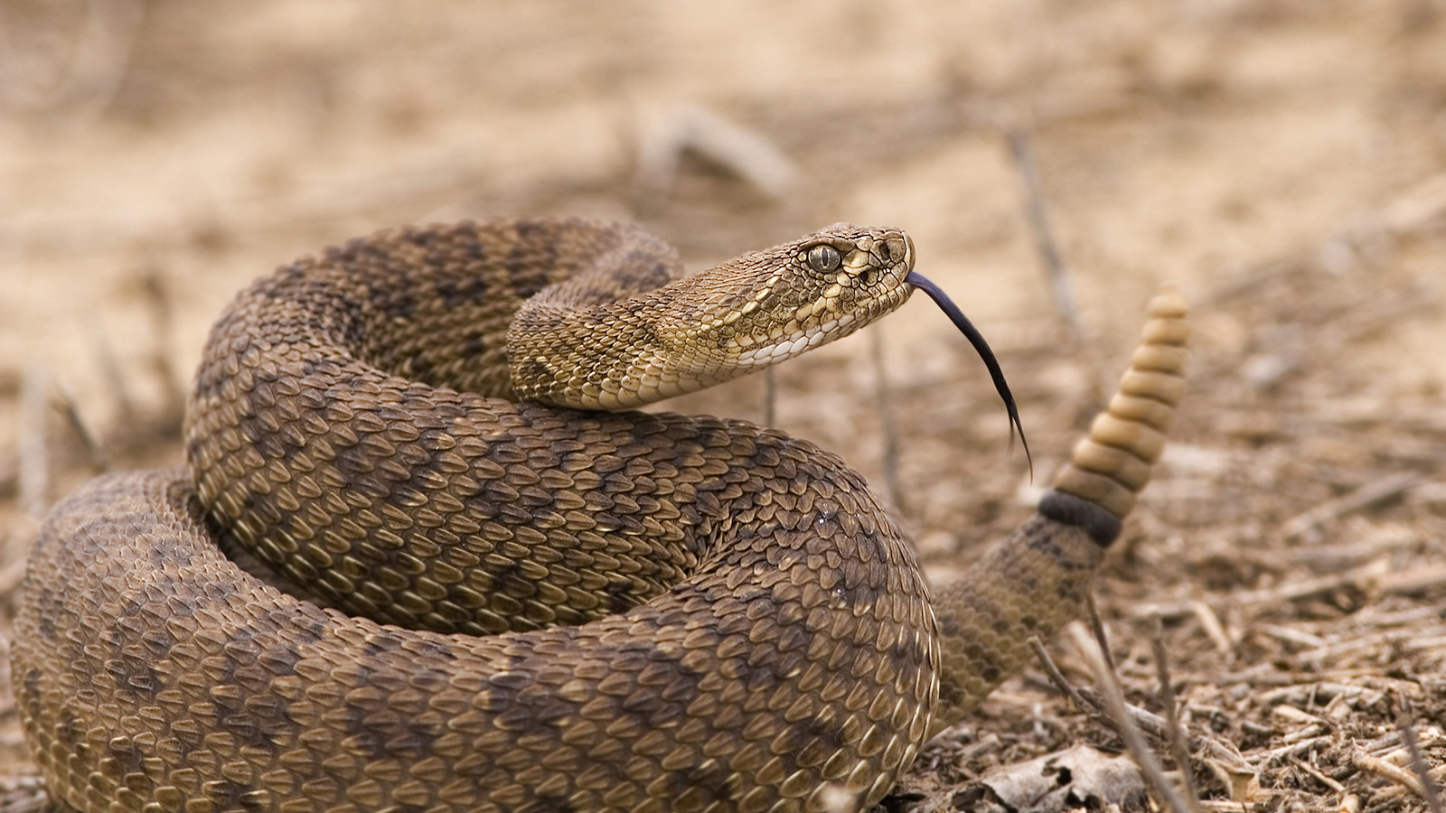 Rattlesnake in the desert, waiting to take a bite with dat nasty tongue.