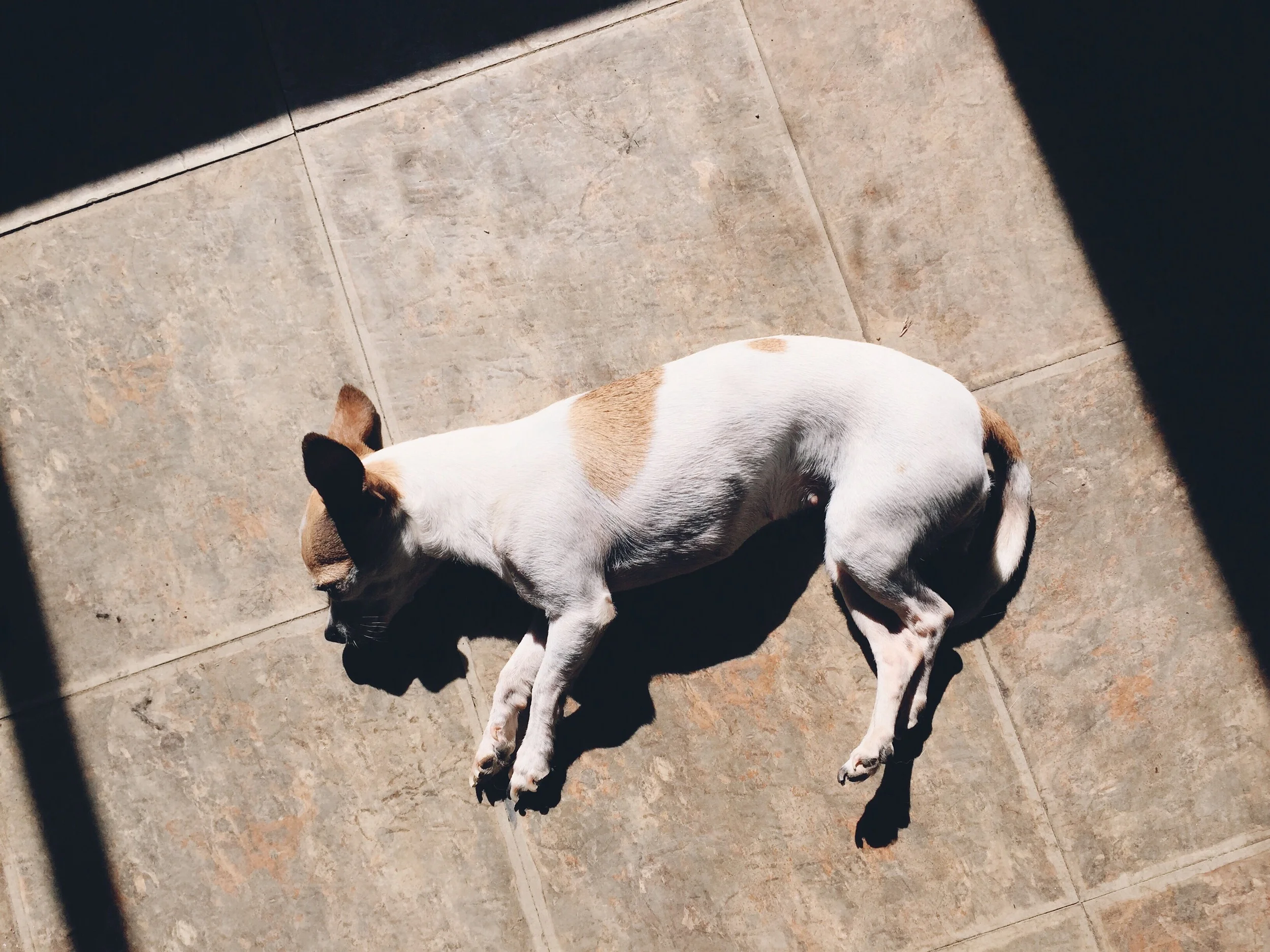 Pinky, the chihuahua at grumpys that barks at everyone coming in and then begs for food. She's so cute. Basking in the sun.