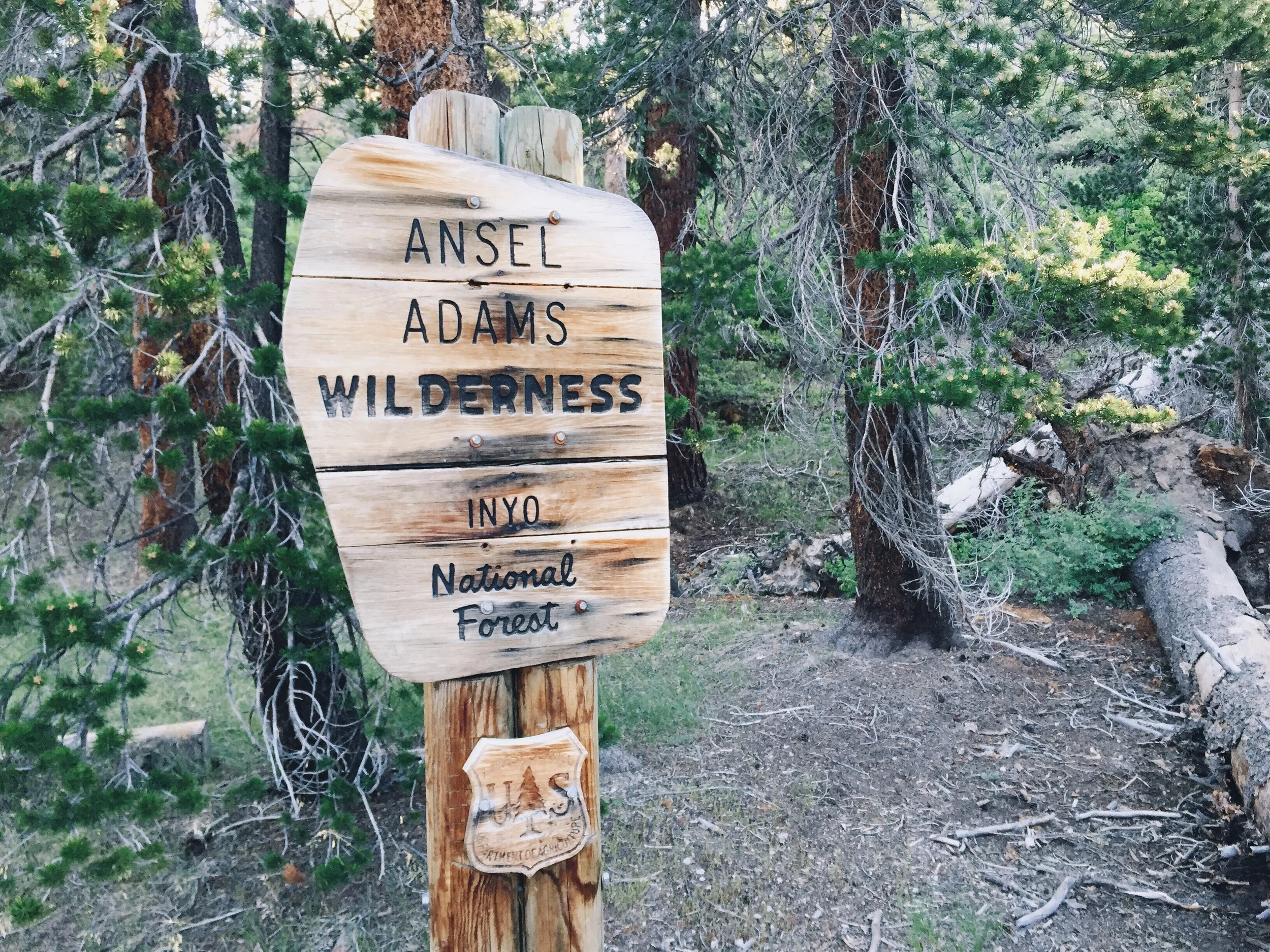 Ansel.