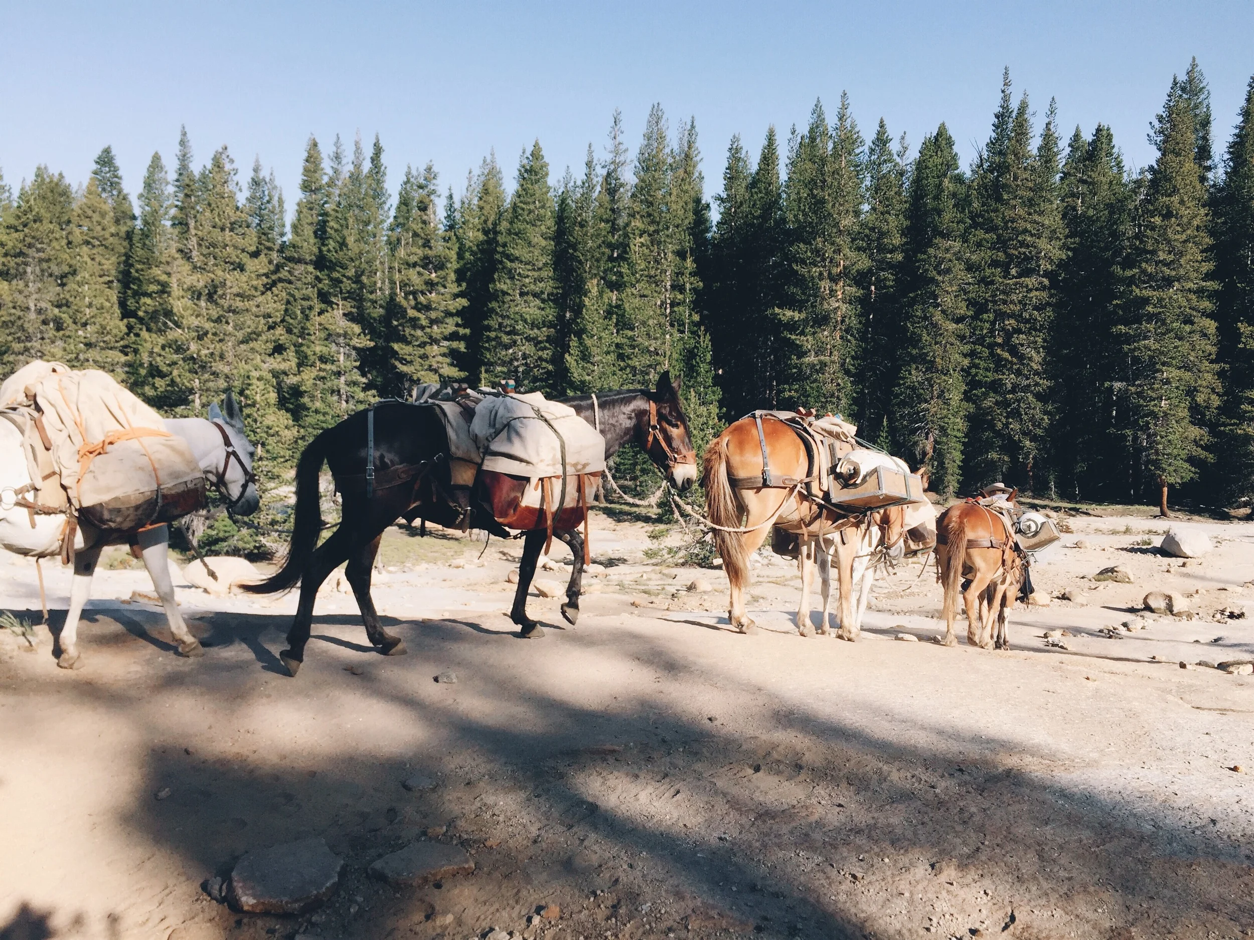 Horsies! Their fresh poop is smelly on trail!