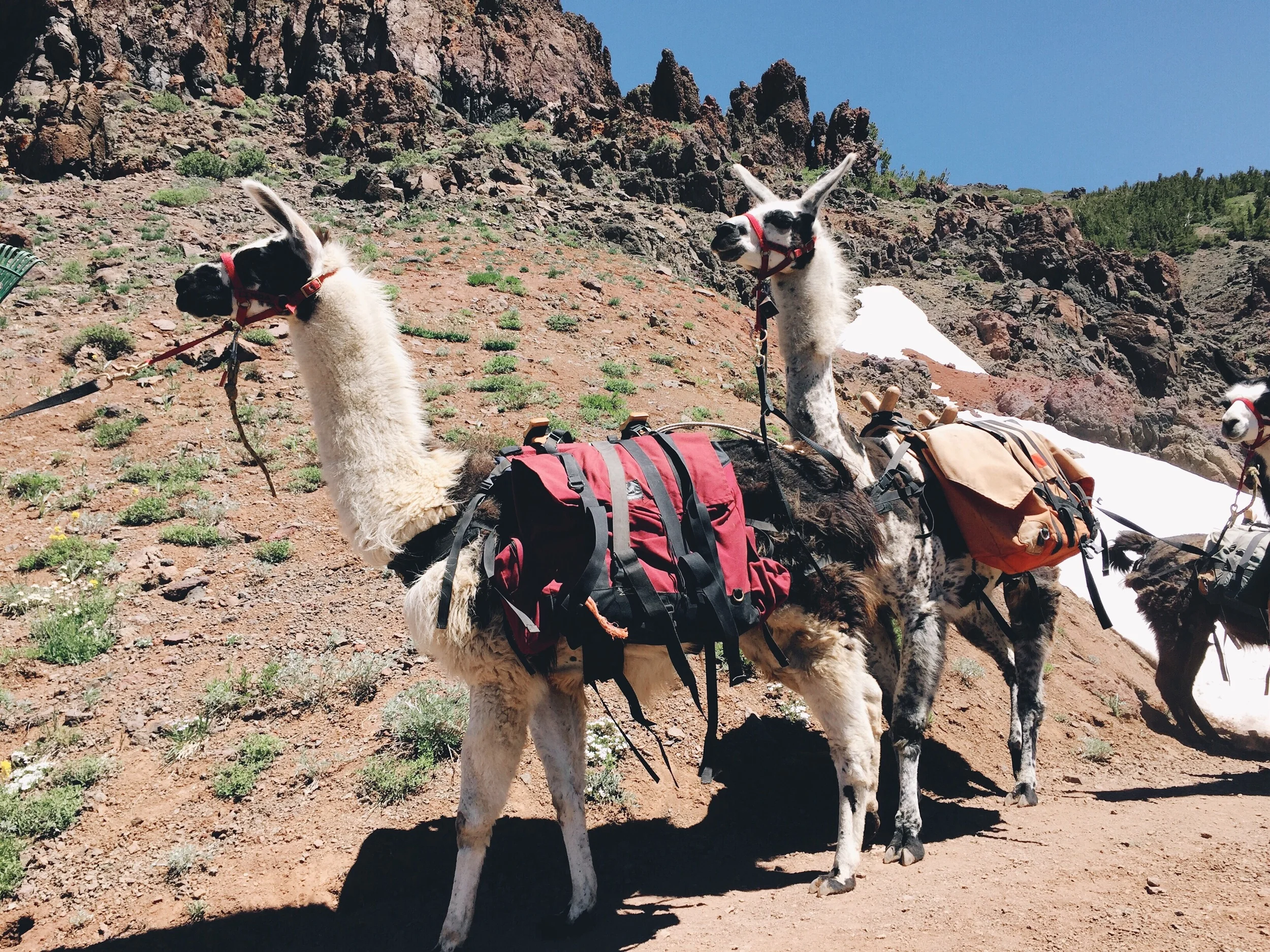 These llamas!