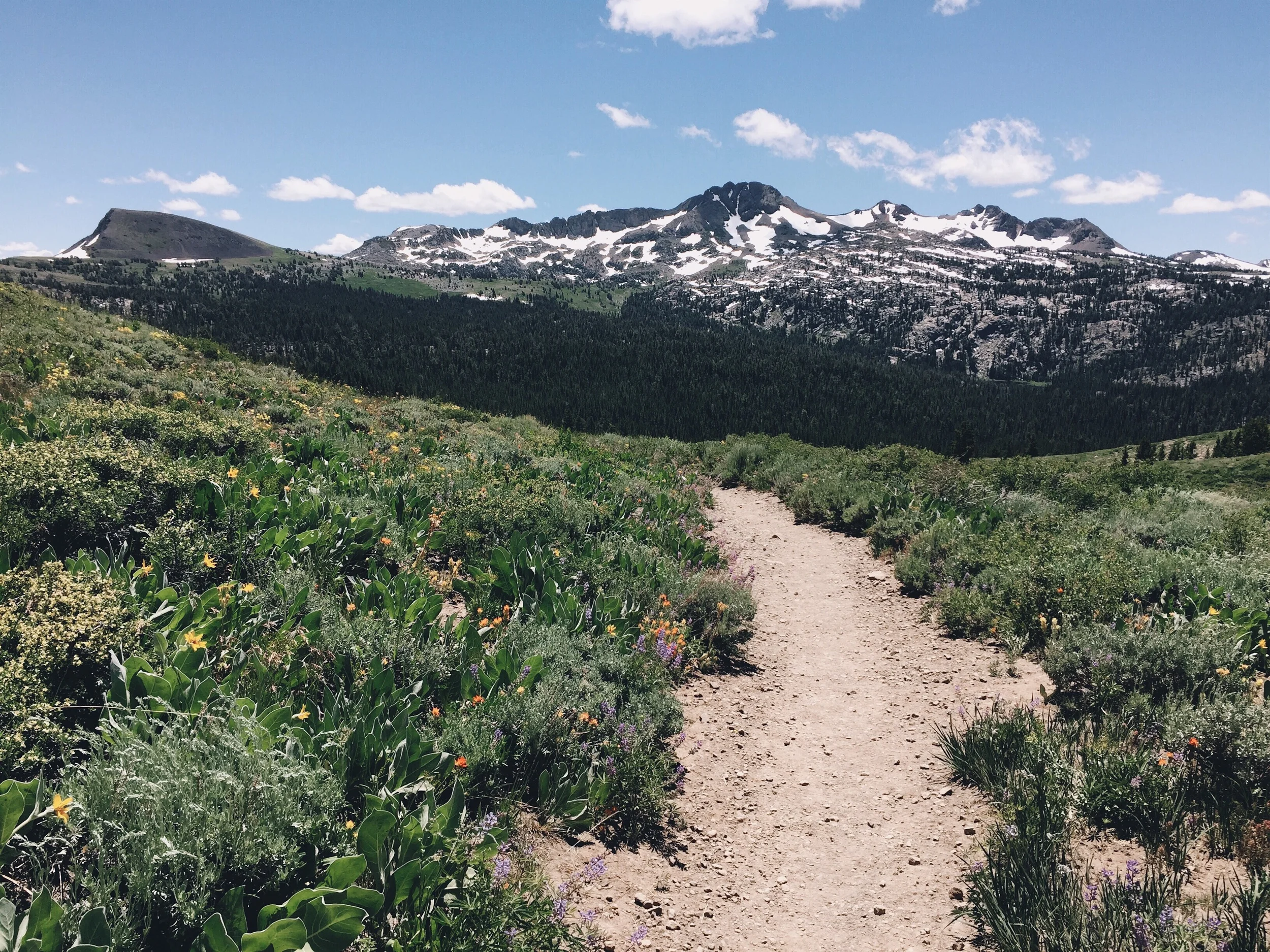 Wildflower season 