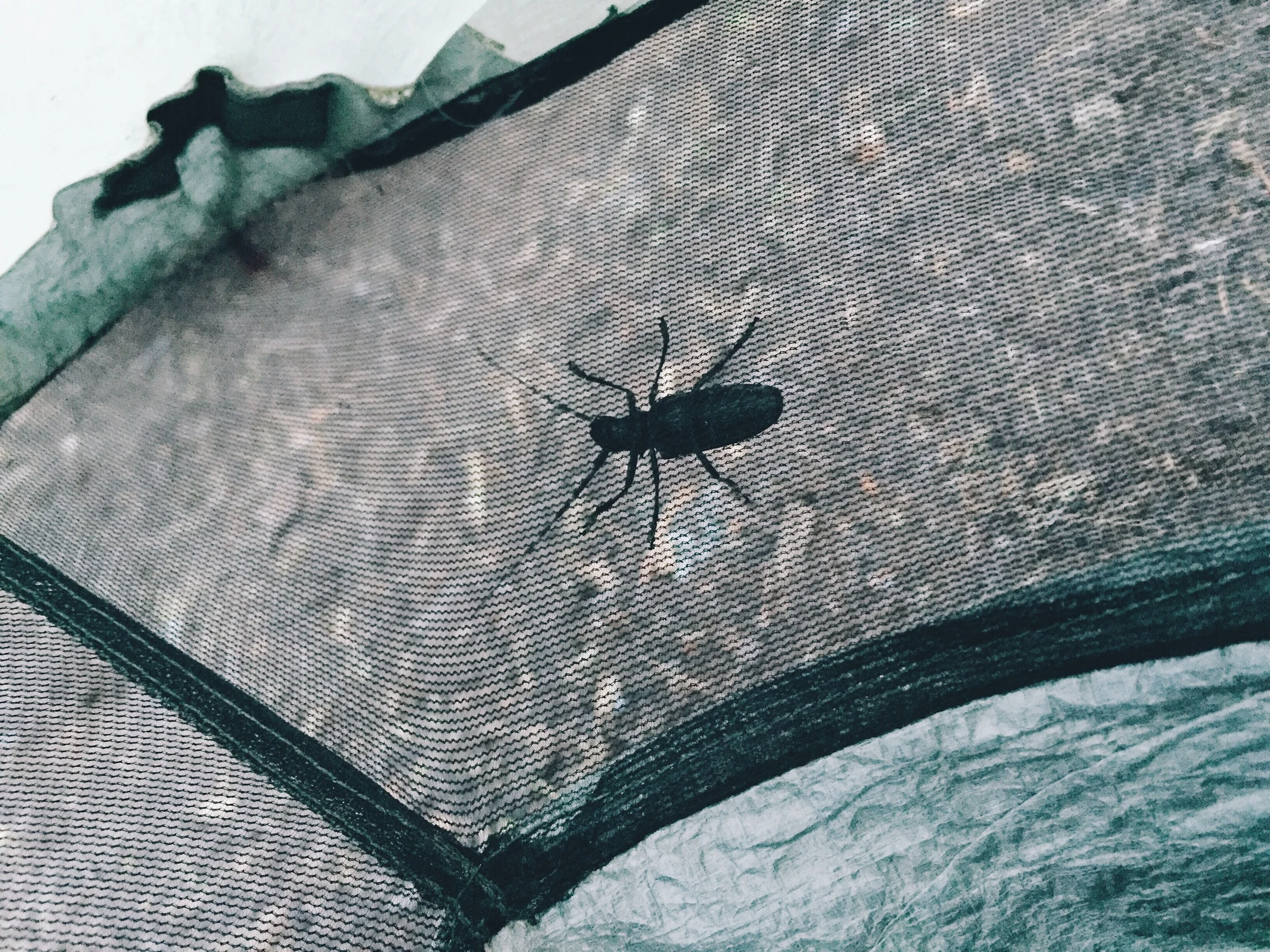 Sick bugs destroying my life.