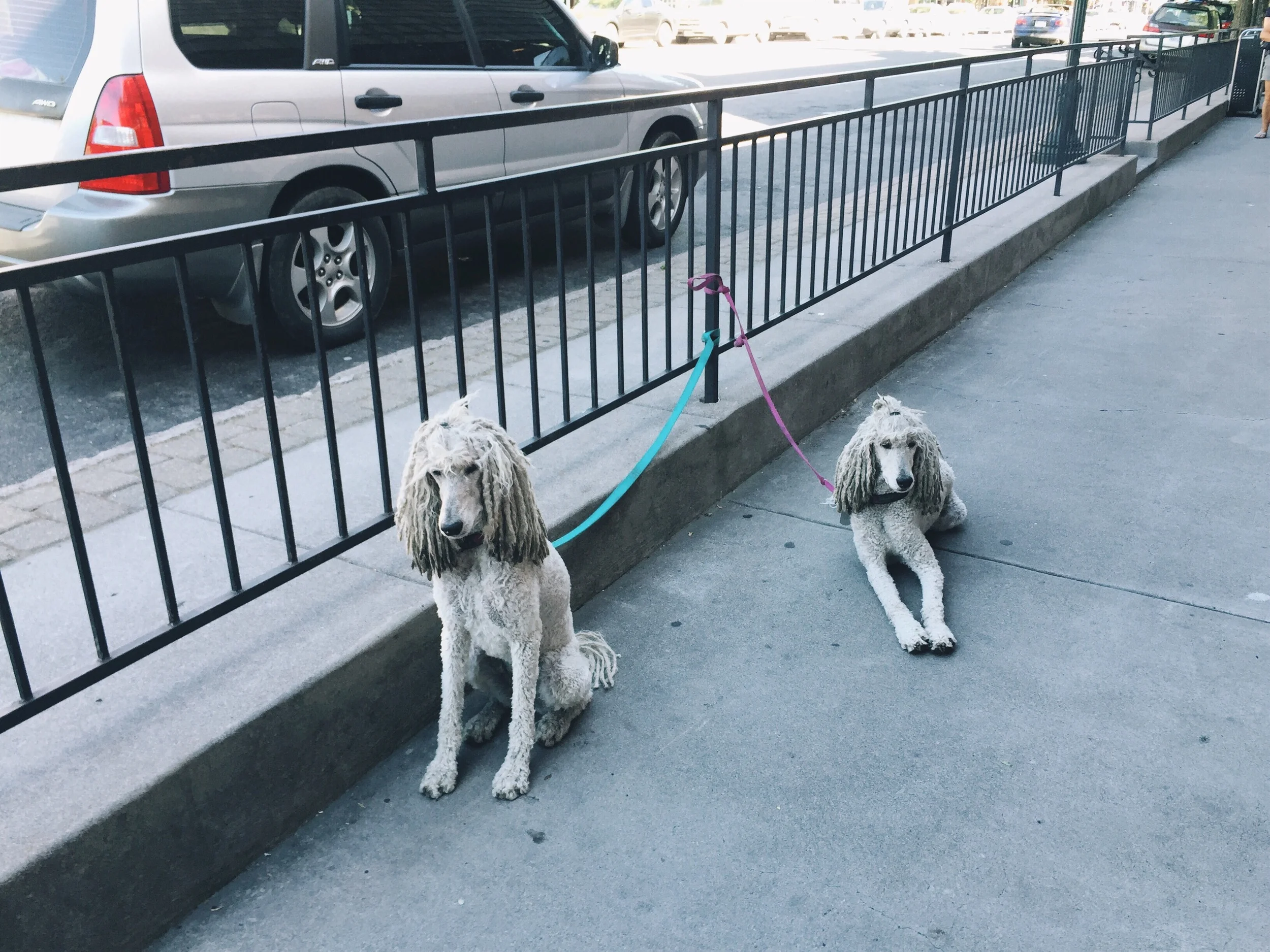 Some cute dogs outside the coffee shop.