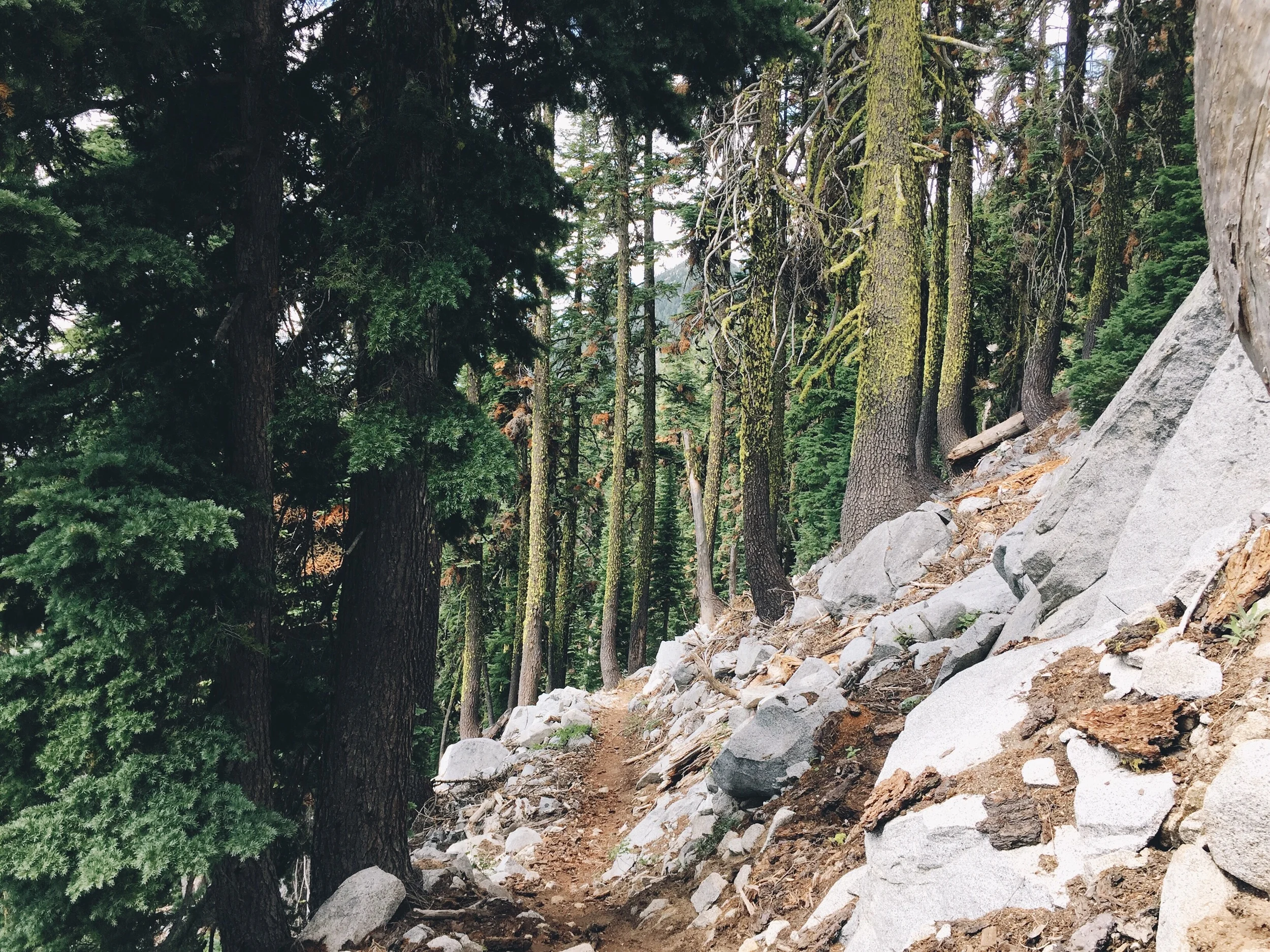 There's lots of moss on trees. 