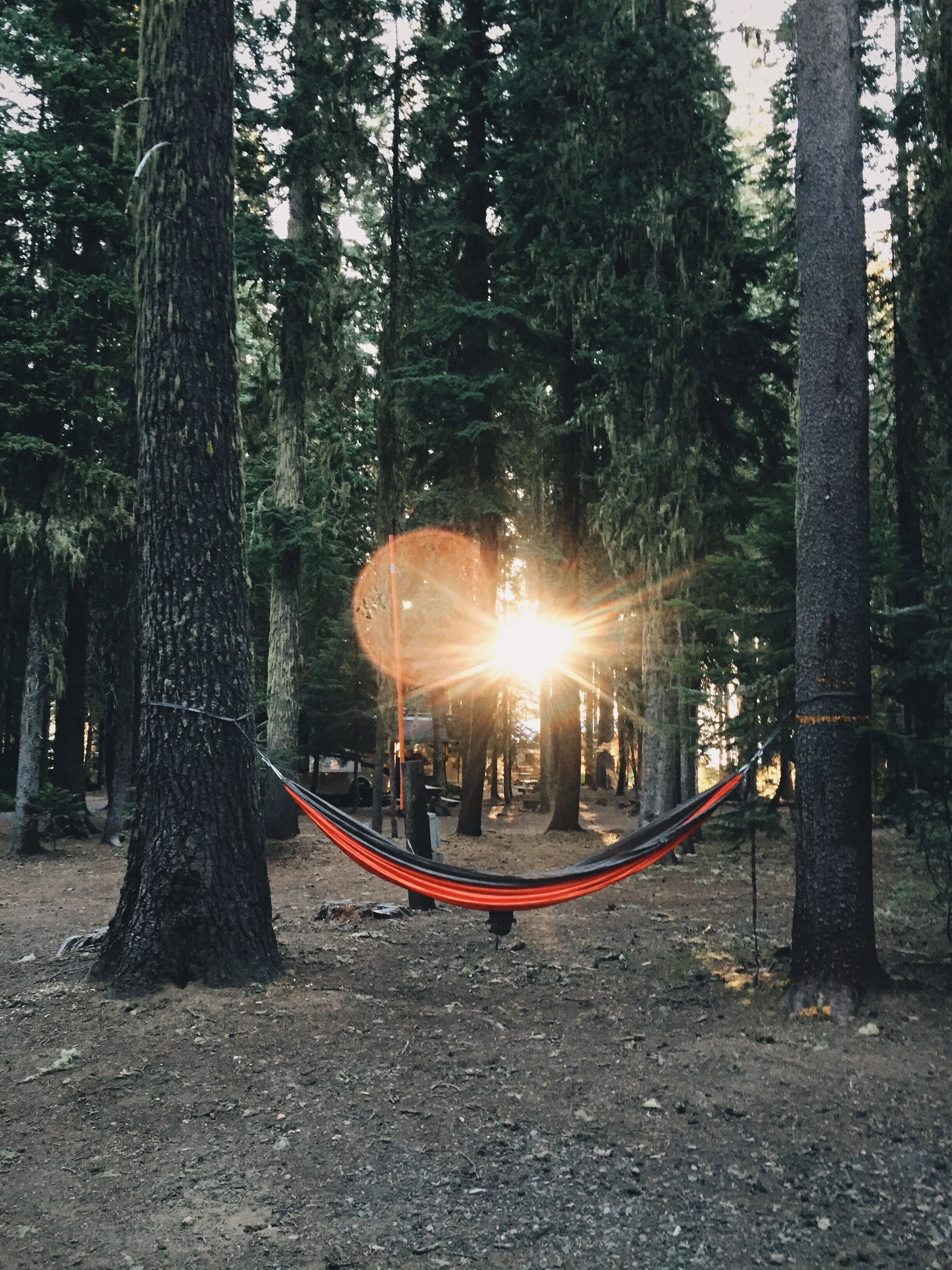 Jennys hammock.