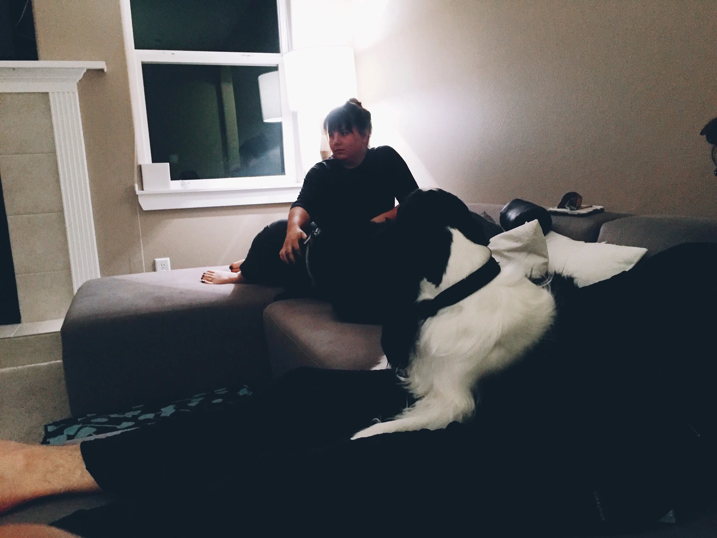 Chill w dogs.