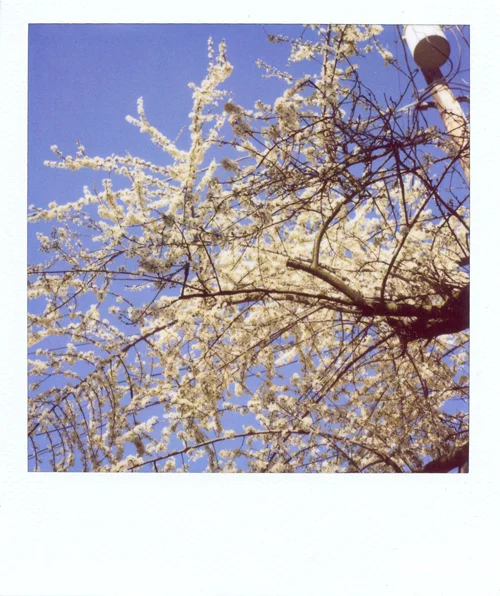 White blossoms