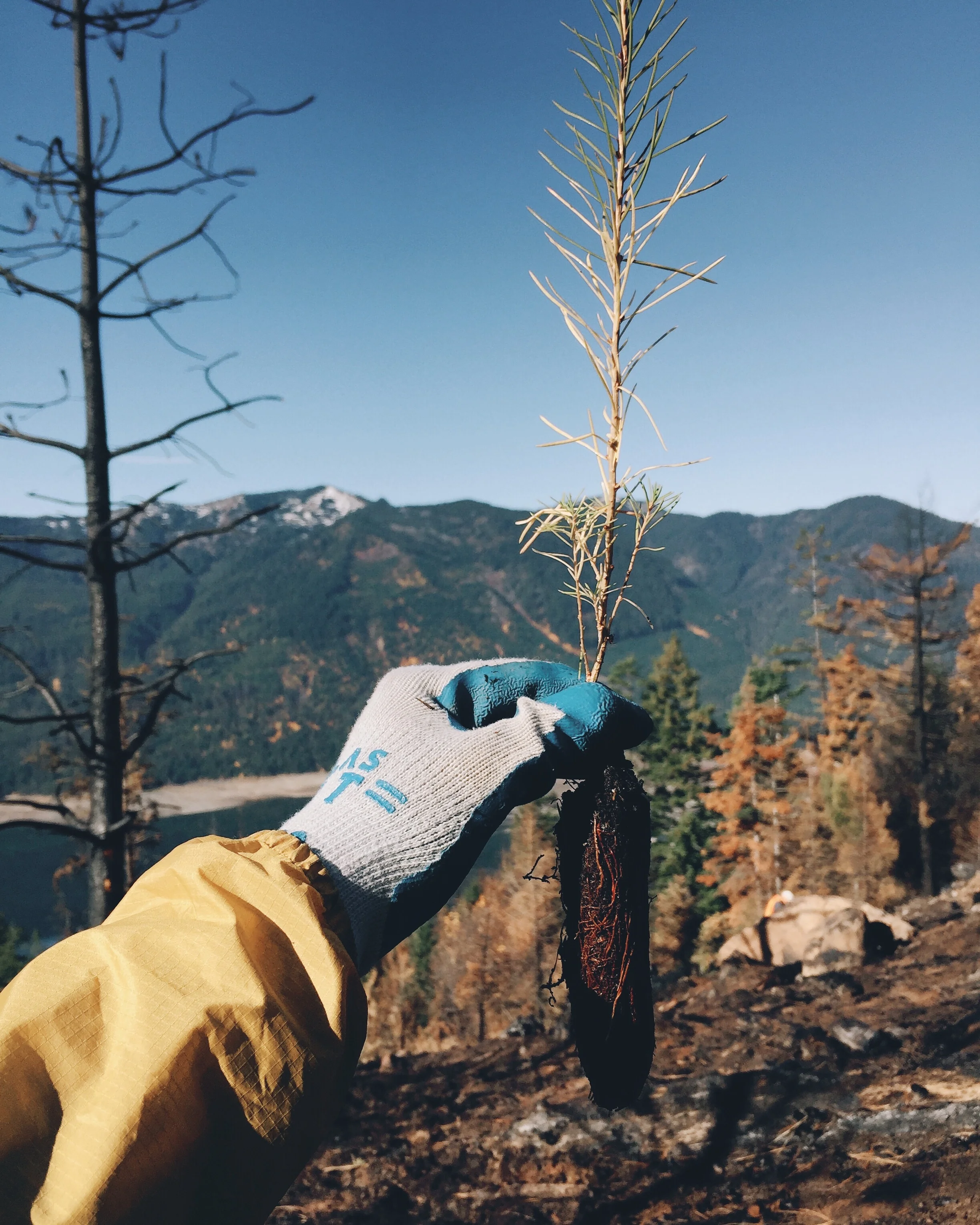 Planted some trees over in Cle Elum from the Jolly Mountain Fire.