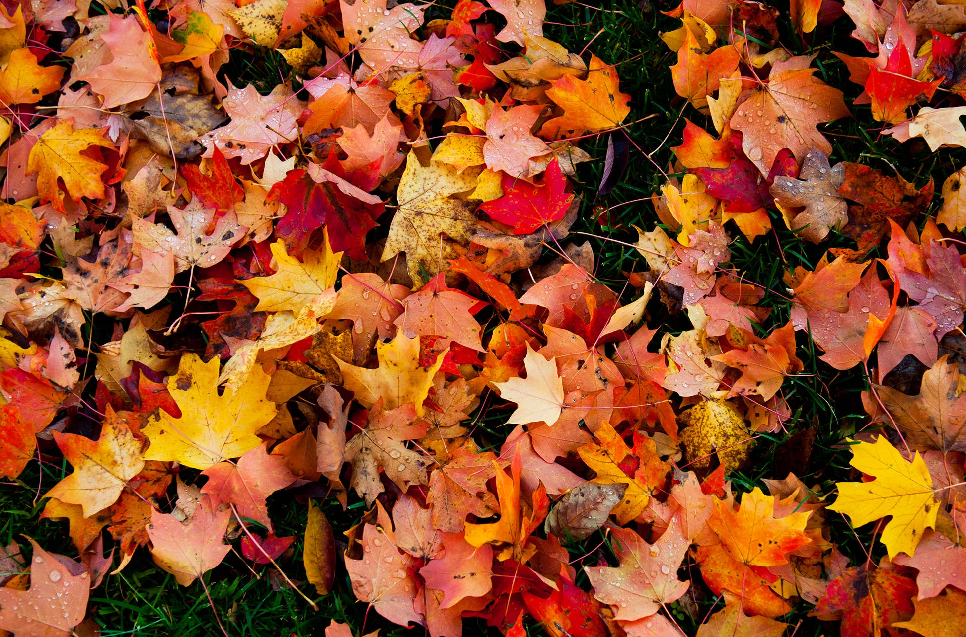 arkansasphotographerjasonhudson12.JPG