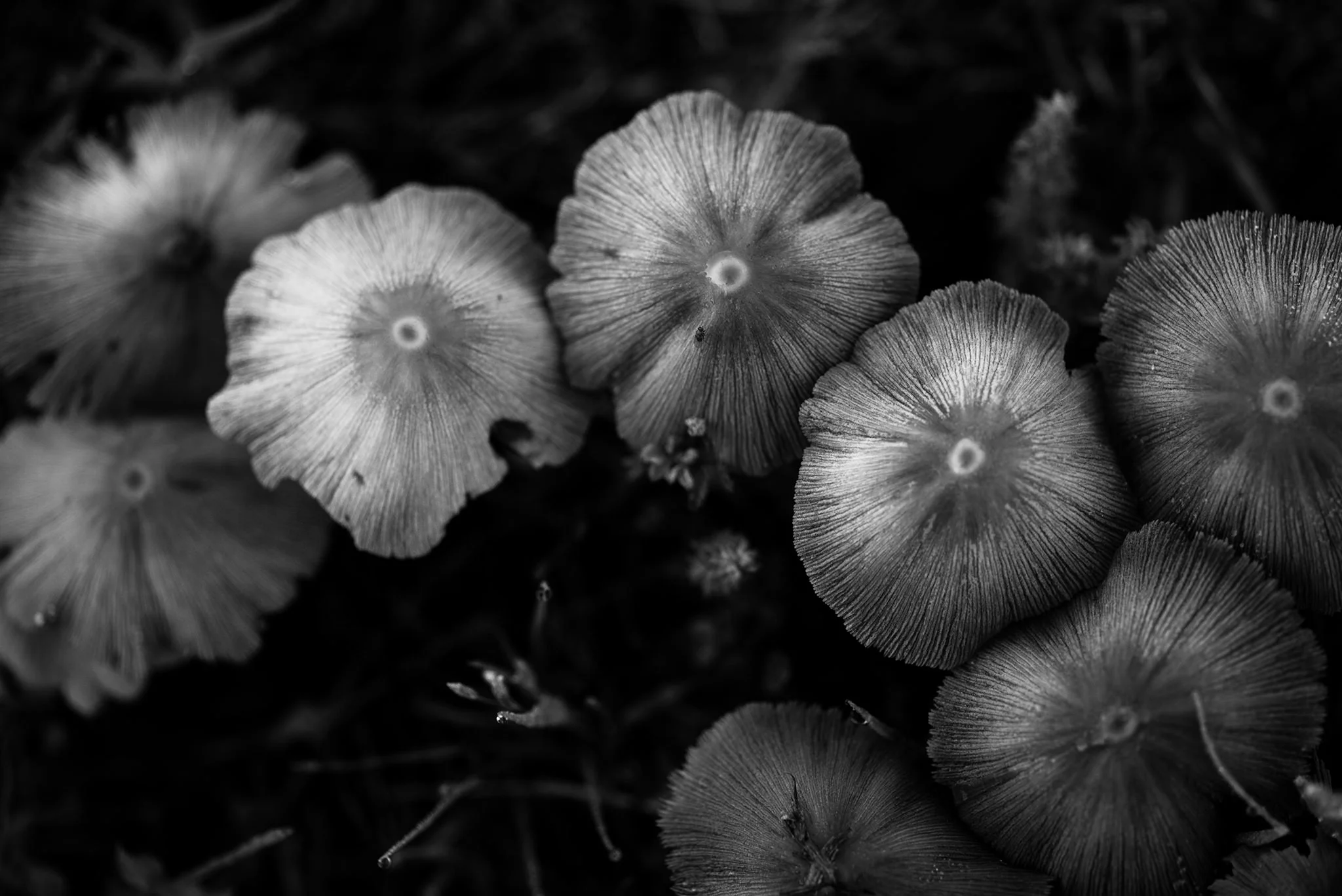 arkansasphotographerjasonhudson17.JPG