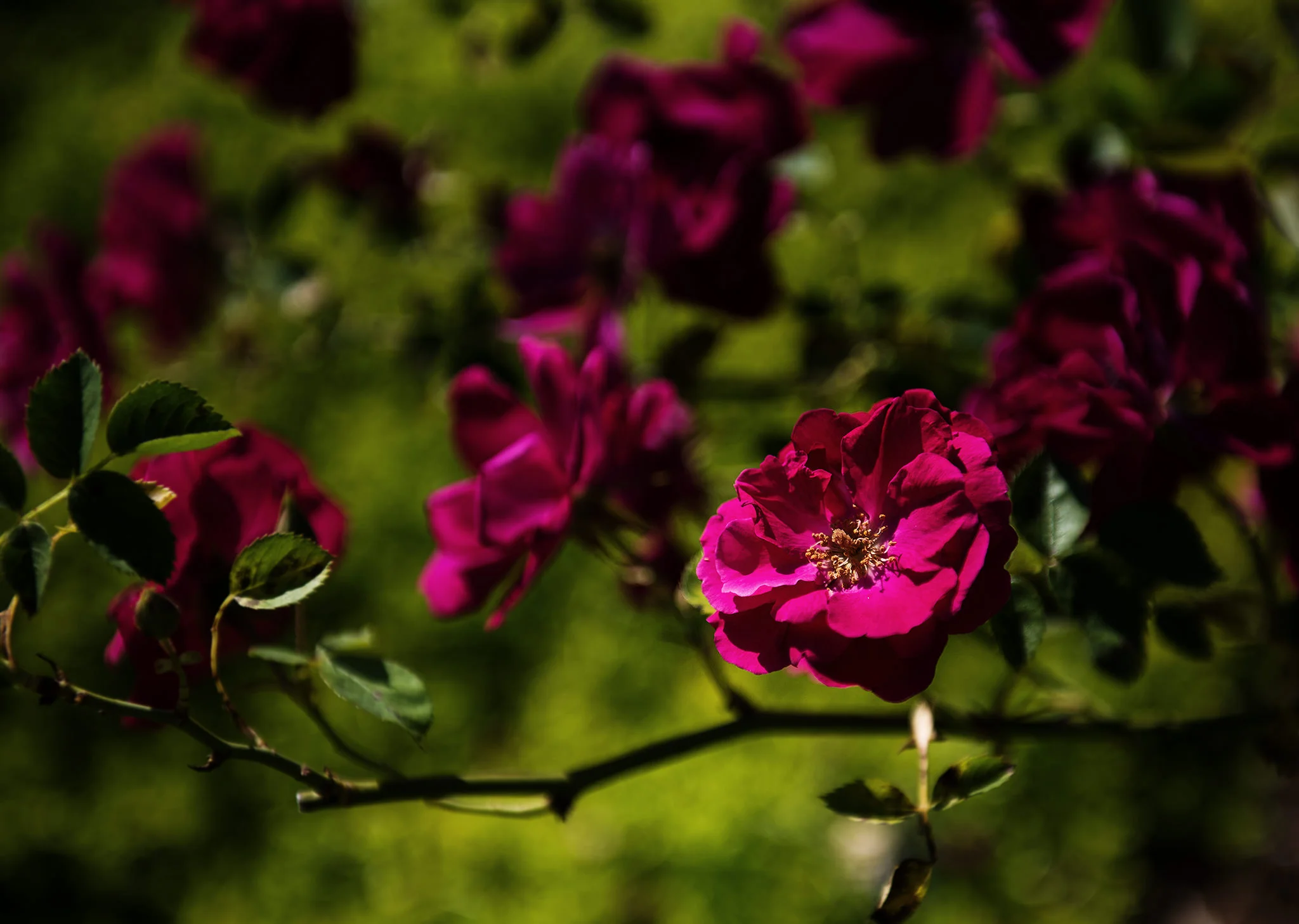 arkansasphotographerjasonhudson23.JPG
