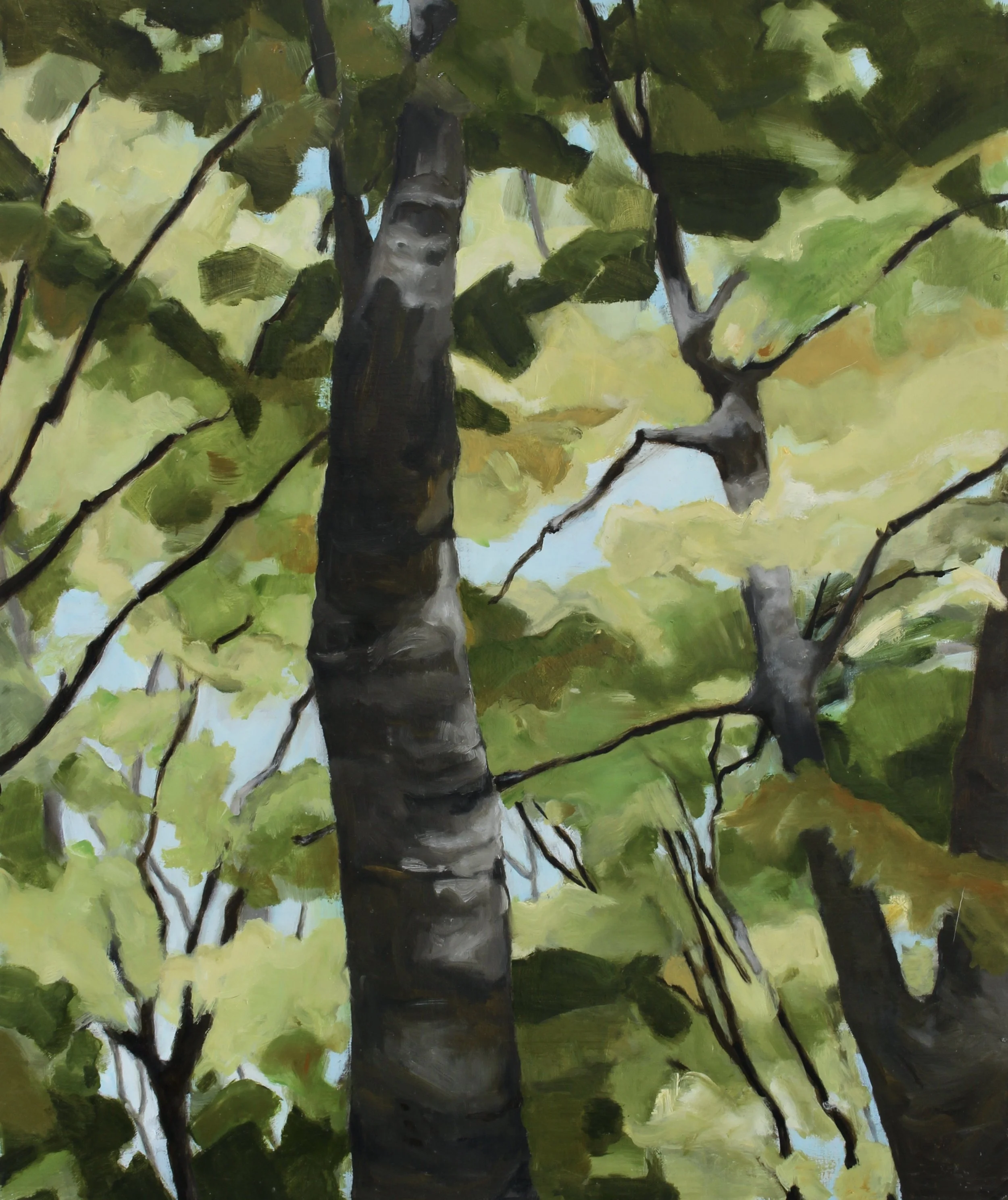 Canopy, 2024