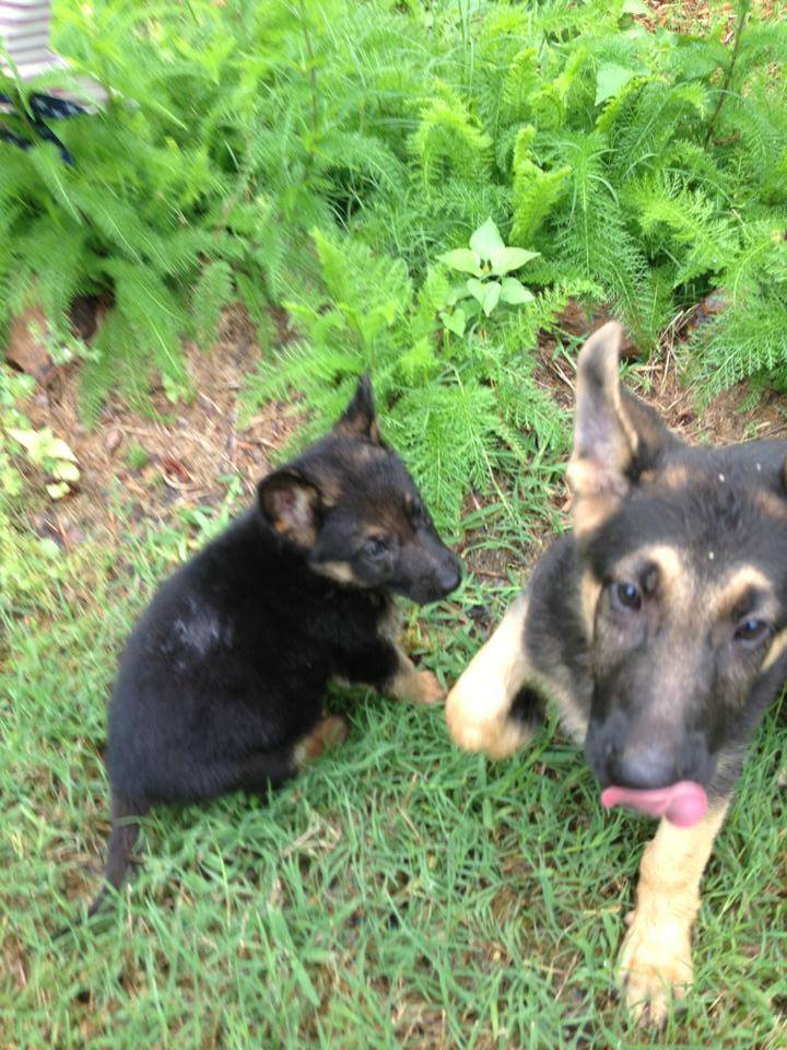 german shepherd puppies texas.jpg