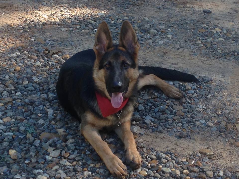 german shepherd puppies east texas3.jpg