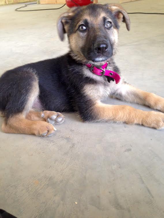 german shepherd puppies east texas7.jpg