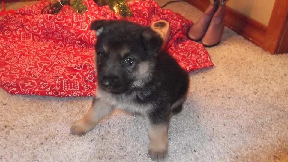 german shepherd puppies litter7.jpg