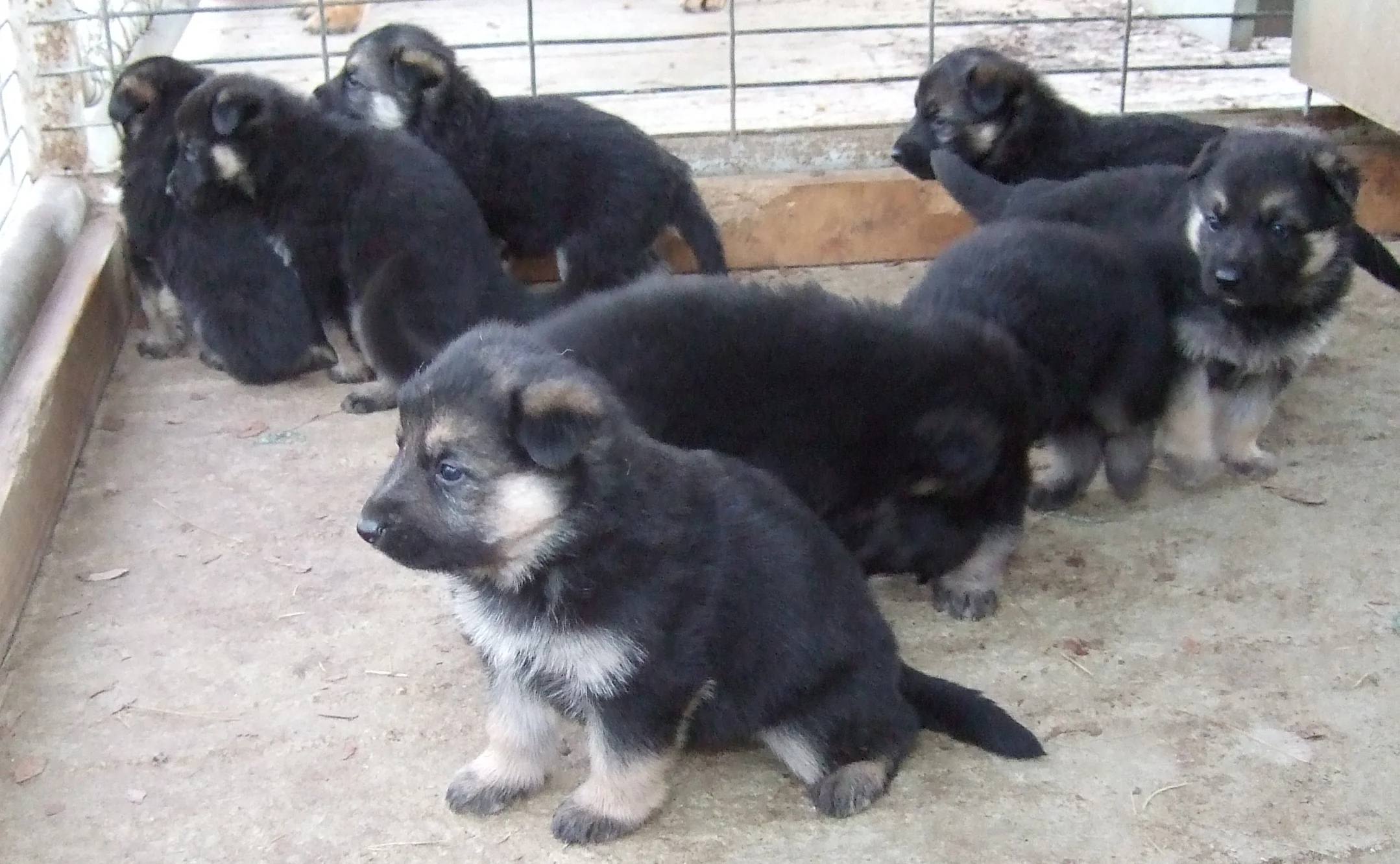 eastern european shepherd puppies for sale
