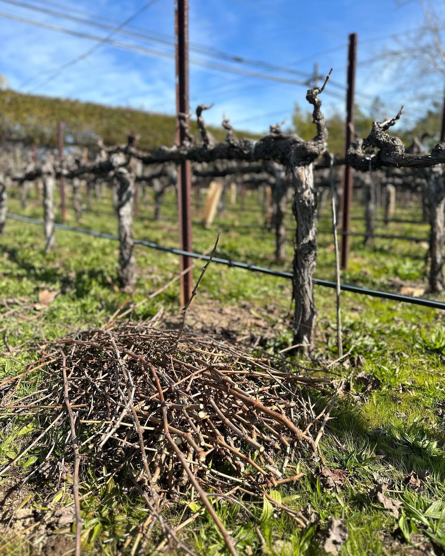 Beautiful day for a haircut. Our Coombsville Cab vines are all pruned up and ready to go! 

#napavalley #napavalleywines #napawines #coombsvilleava #napawinemaker #winebusiness #youcansipwithus #localismwines #familyownedwinery 
#visitcalifornia #cal