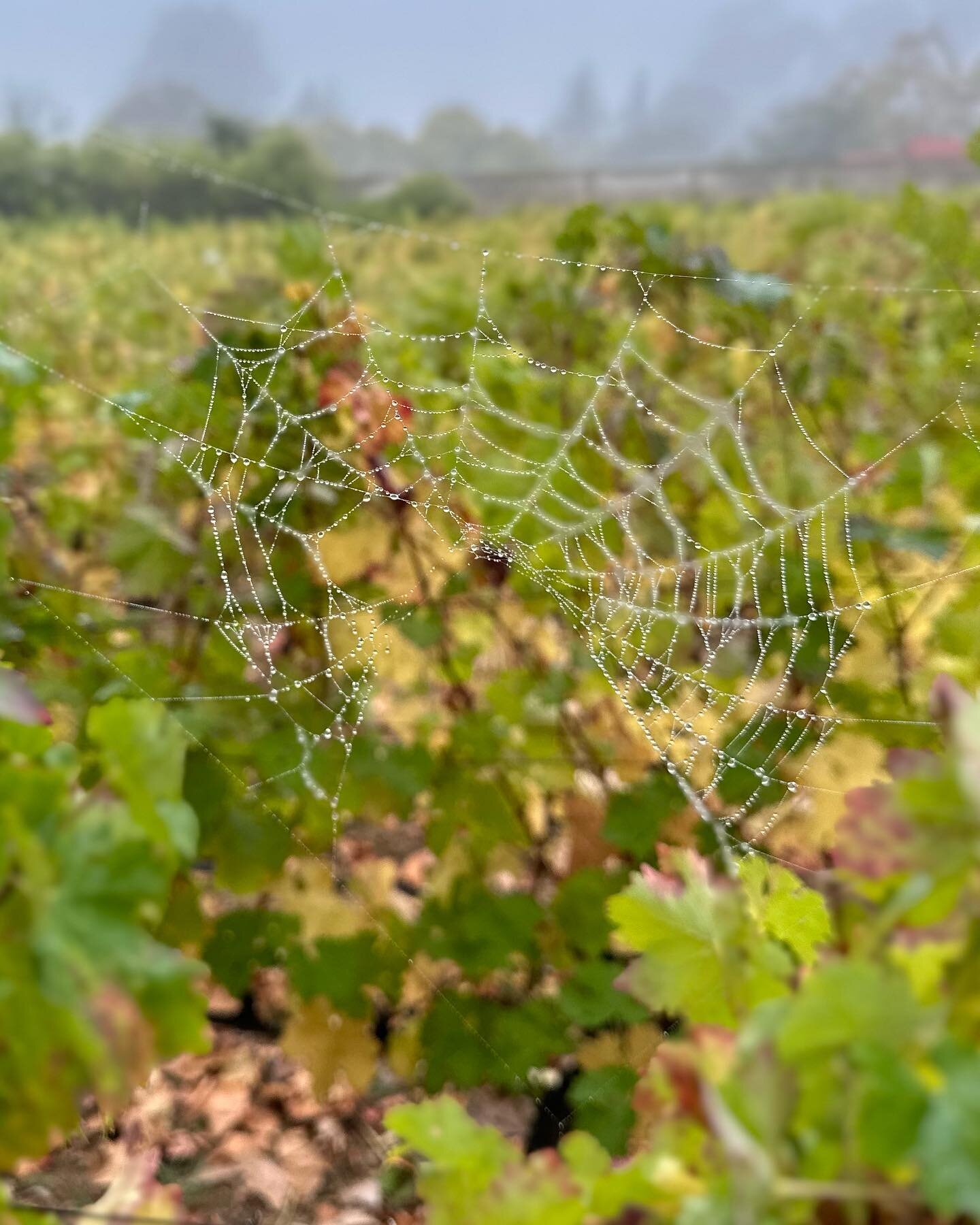Cheers to the 2023 Coombsville Cabernet! A foggy mid-October morning marked our 14th year harvesting these vines! 🕸️ 🍇 🍷 

#napavalley #napavalleywines #napawines #coombsvilleava #napawinemaker #winebusiness #localismwines #familyownedwinery 
#vis