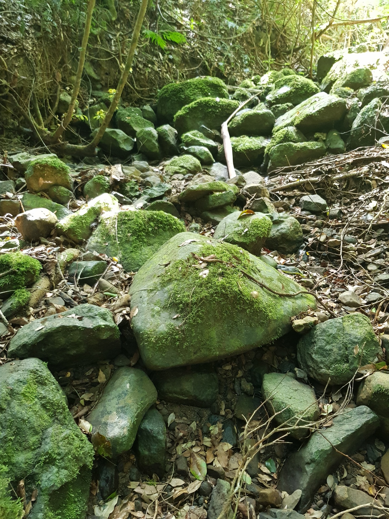 mossy rocks.jpg
