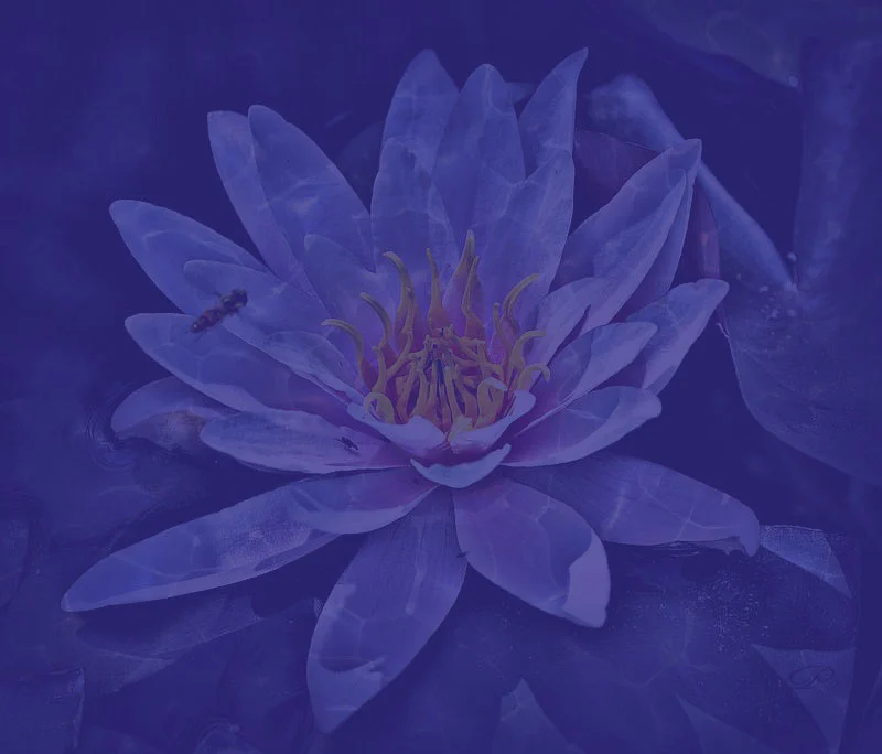 India is Awakening Within