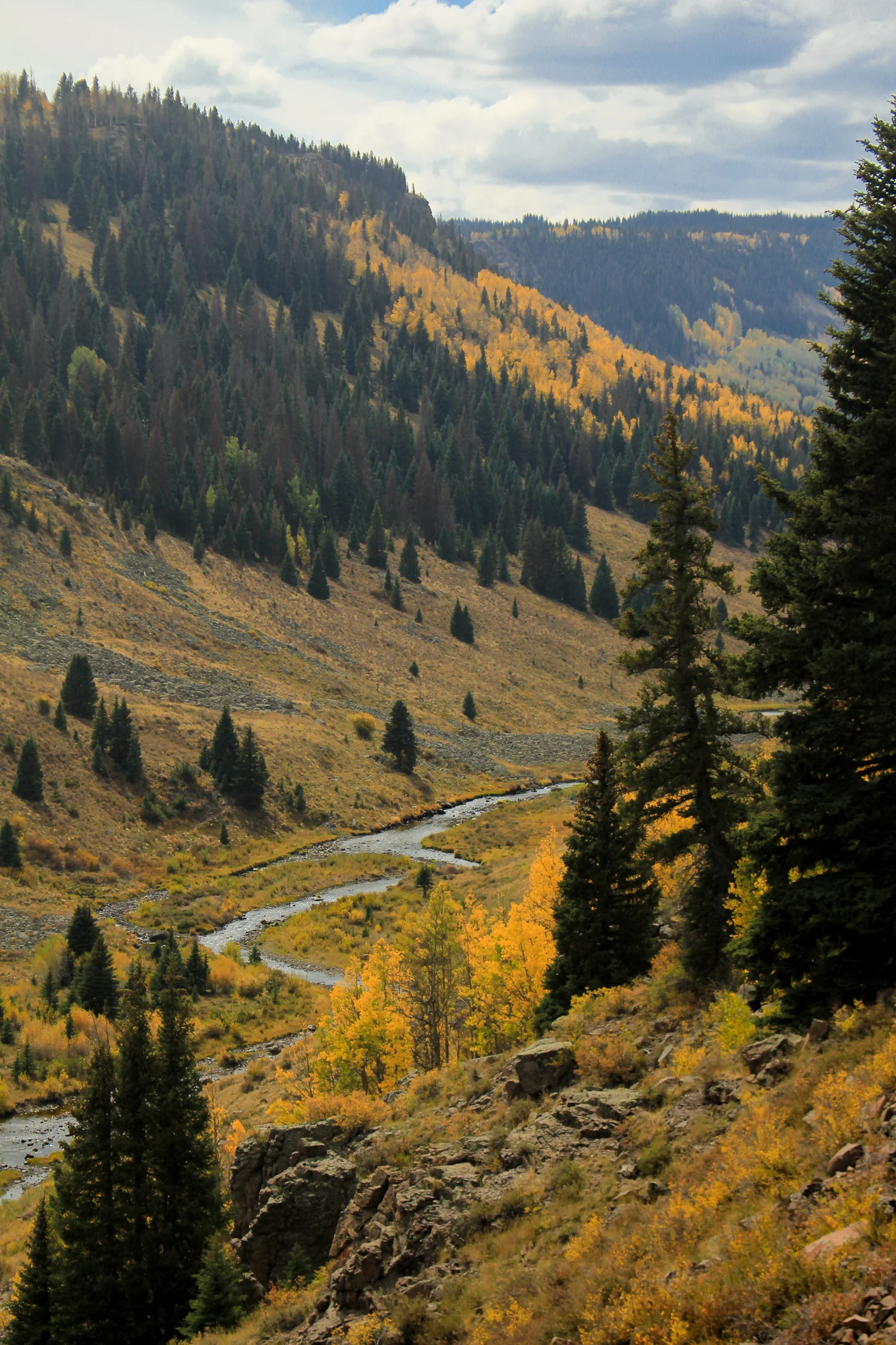 River Between the Trees